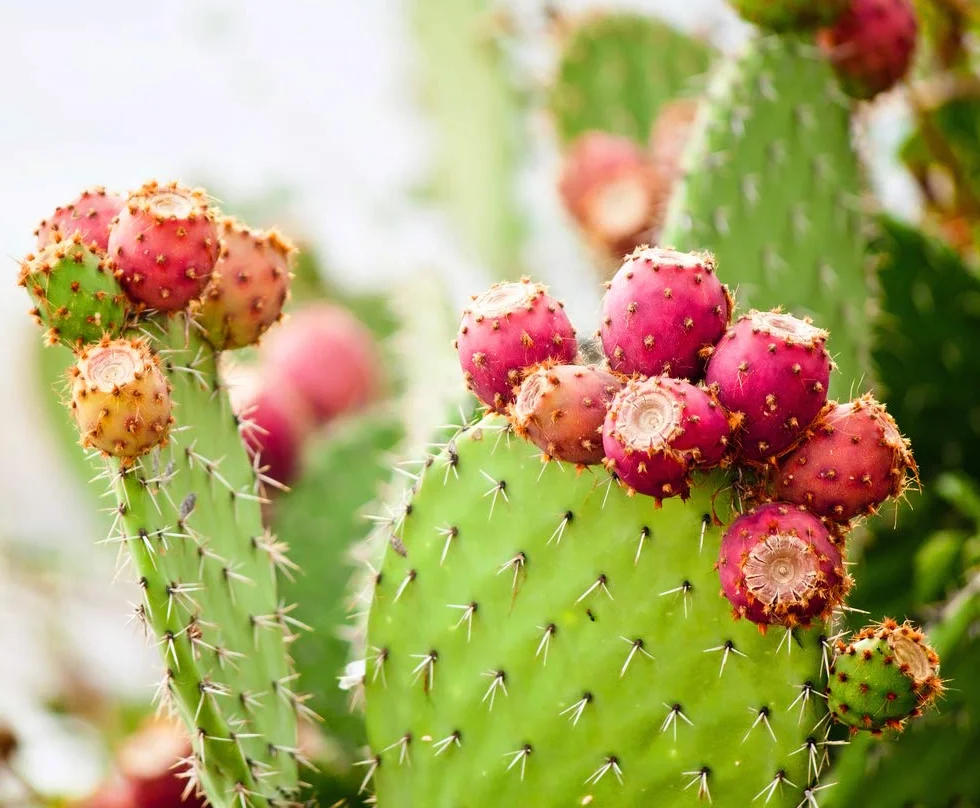 Bloomique Lot de 2 Opuntia Rubescens Cactus raquette Plantes d’intérieur Hauteur 20-30 cm Pot 12 cm
