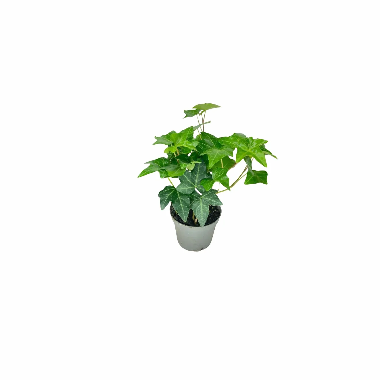 Kit 4 Plantes Vertes Terrarium Ficus Ginseng Mini Fittonia Fougère Hedera Plantes Vivantes Intérieur