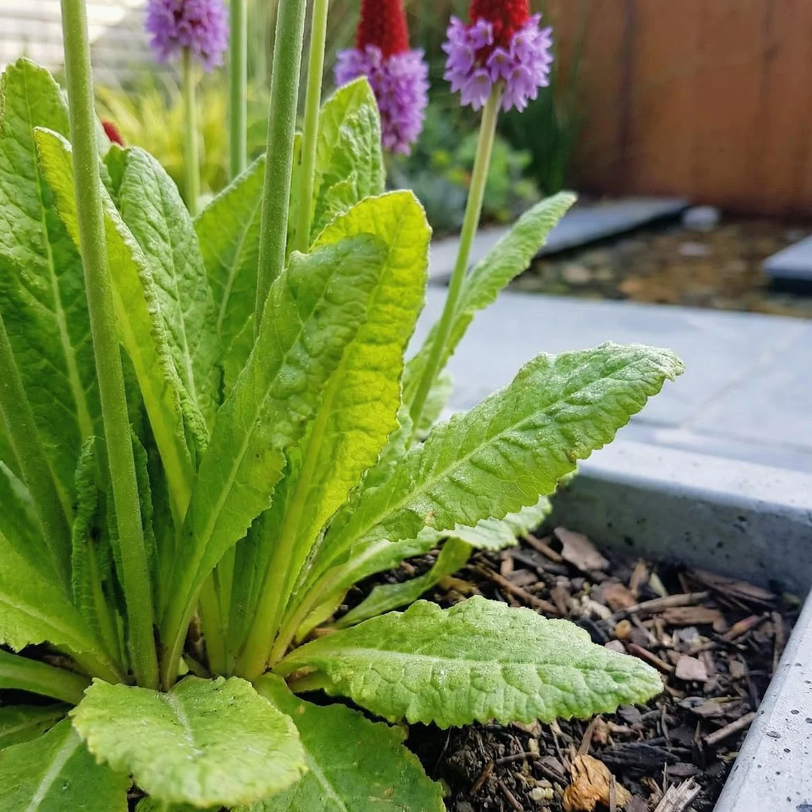 Bloomique Lot de 6 Primula Vialii Primevère Orchidée Vivace Hauteur 10-20 cm Pot 9 cm