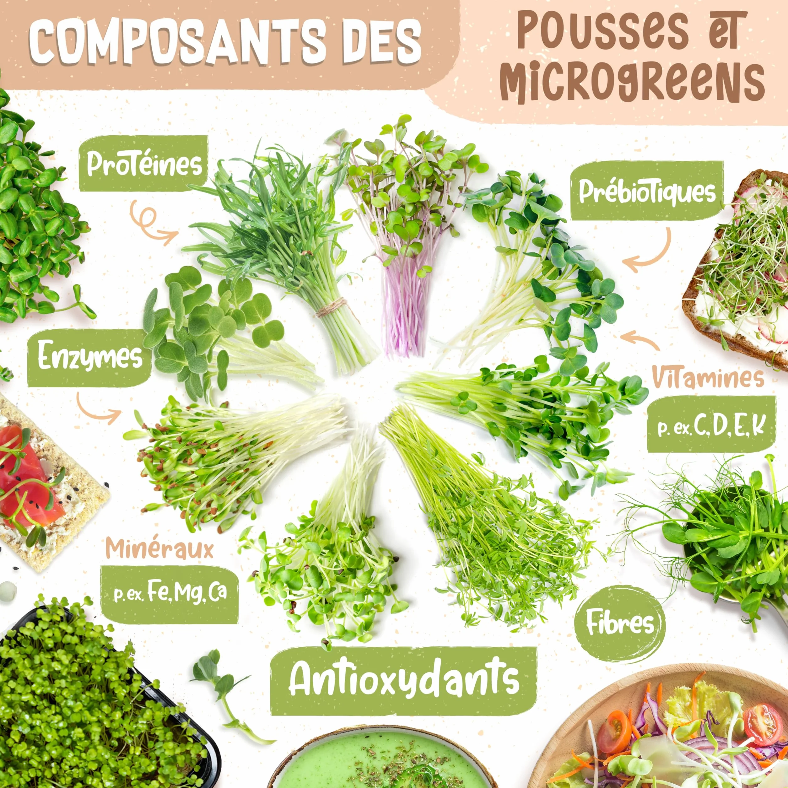 Kit de germoir pour microgreens Bio - Germoir en Coco - Inclus: coupelle, pastilles et graines (Brocoli, Radis, Haricot Mungo)