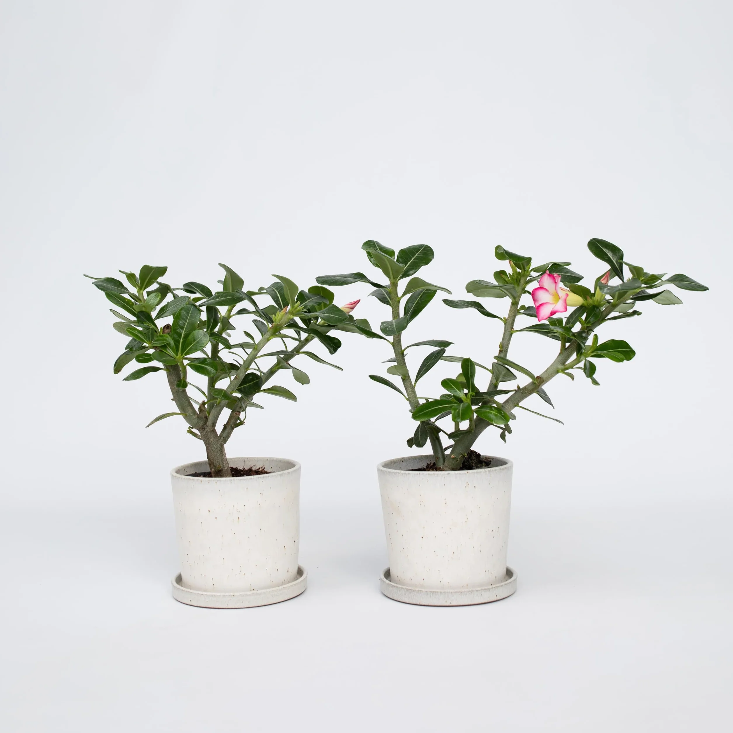 Adenium Obesum 'Étoile rose' Set de 2 - Rose du désert - Plante exotique - Pot 13cm 30-45cm