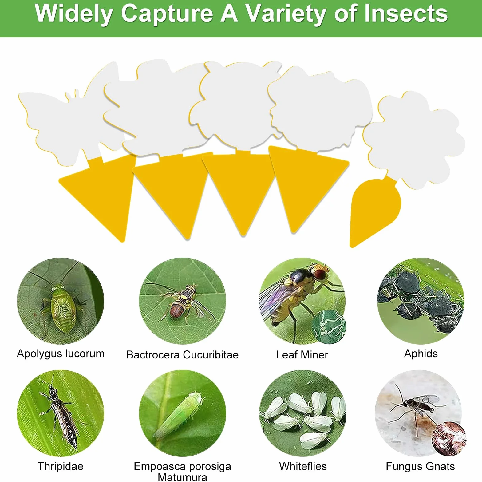 50 Pièges Anti Moucherons Intérieur, Attrape Moucheron Plantes, Pièges à Insectes Jaune Collants
