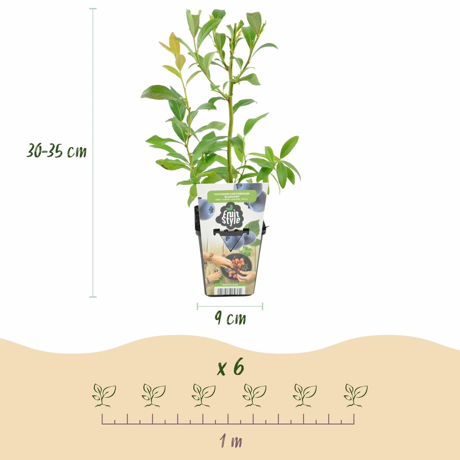 Myrtille Bluecrop Vaccinium Corymbossum 3 Plantes Pot 9 cm Résistant Hiver