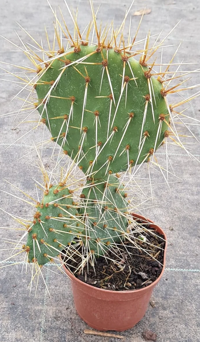 Opuntia phaeacantha Cactée Conteneur 0.5-0.9 litres