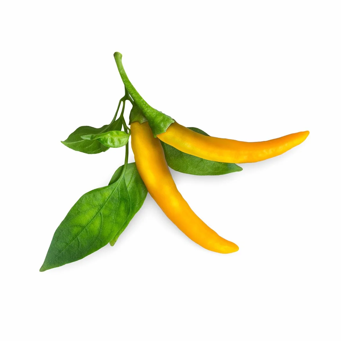 Click & Grow Capsules Piment Jaune Pack de 3 Recharges Potager Intérieur