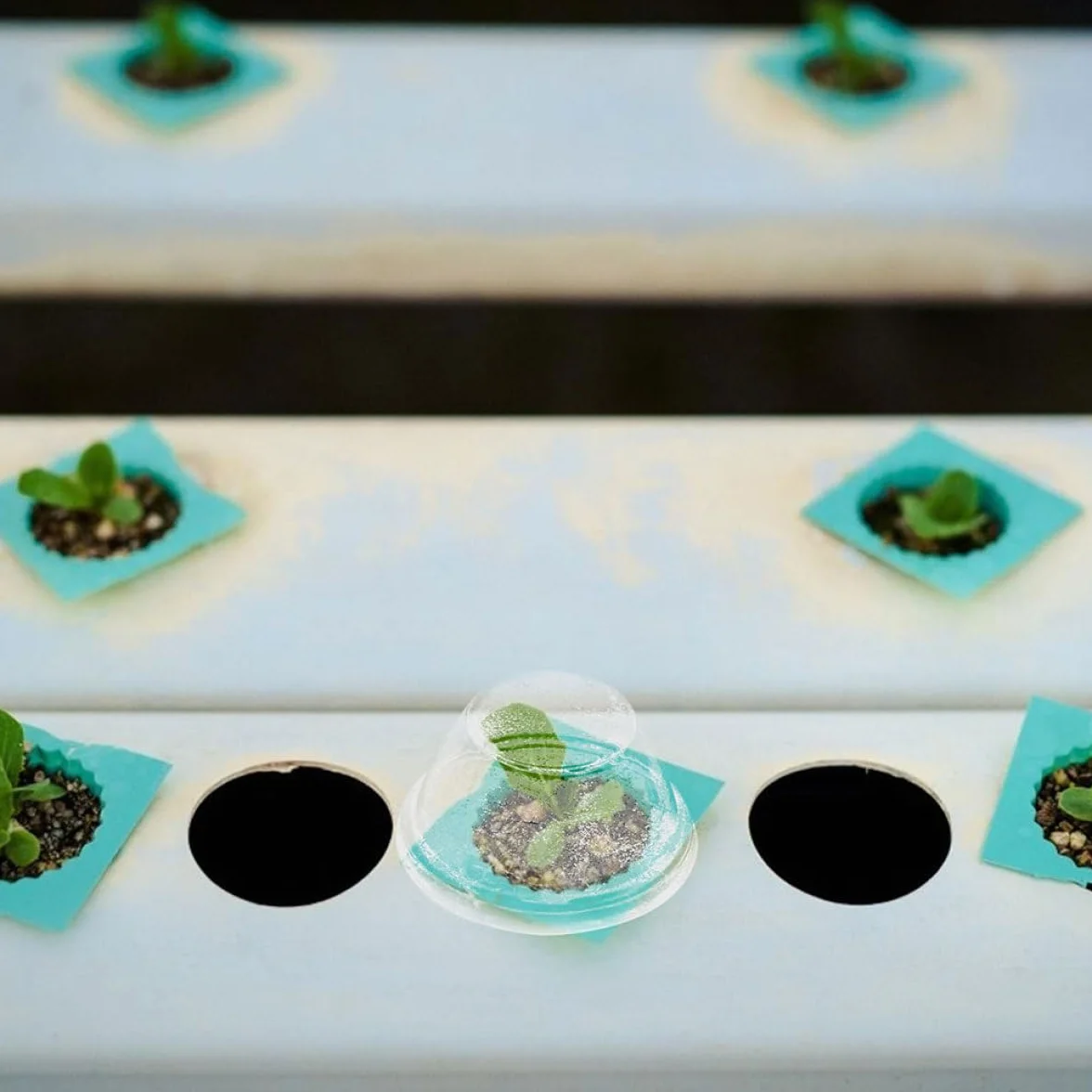 Tofficu 100 Pièces Couvercles de Culture Hydroponique Transparents en Plastique Dôme de Croissance Maintien D’humidité Jardinage Semis Intérieur