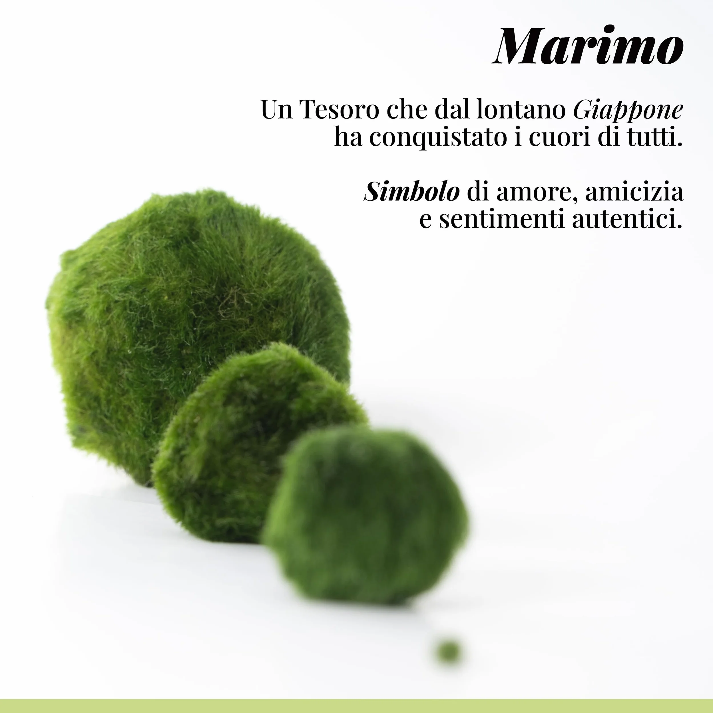 Marimo Set sfuso diametro 2-3 cm Originale Certificato 6 sztuk
