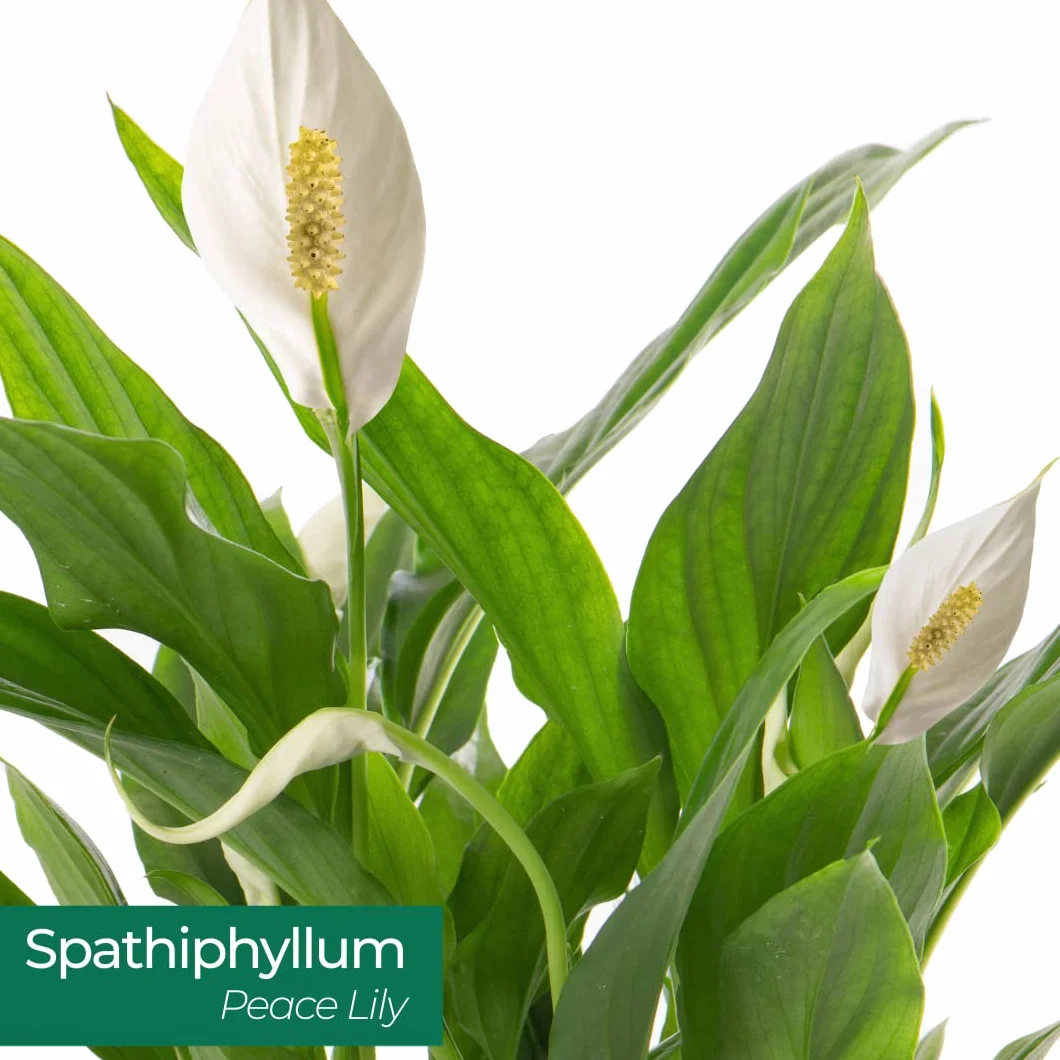 Spathiphyllum grande plante d'intérieur purificateur d'air
