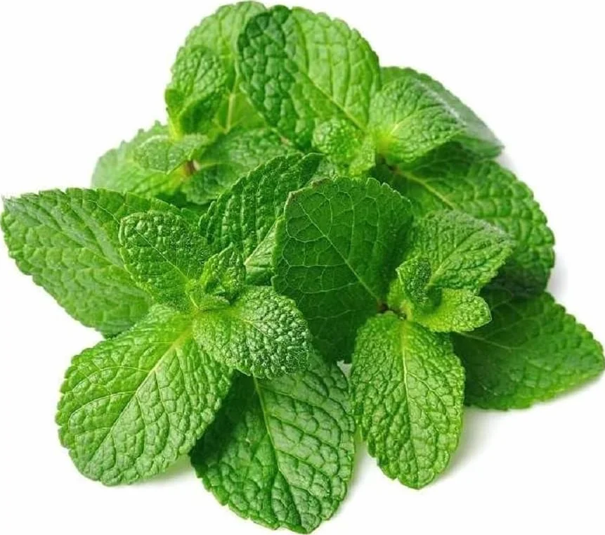 250 Graines Menthe Verte Plante Aromatique Mentha Viridis