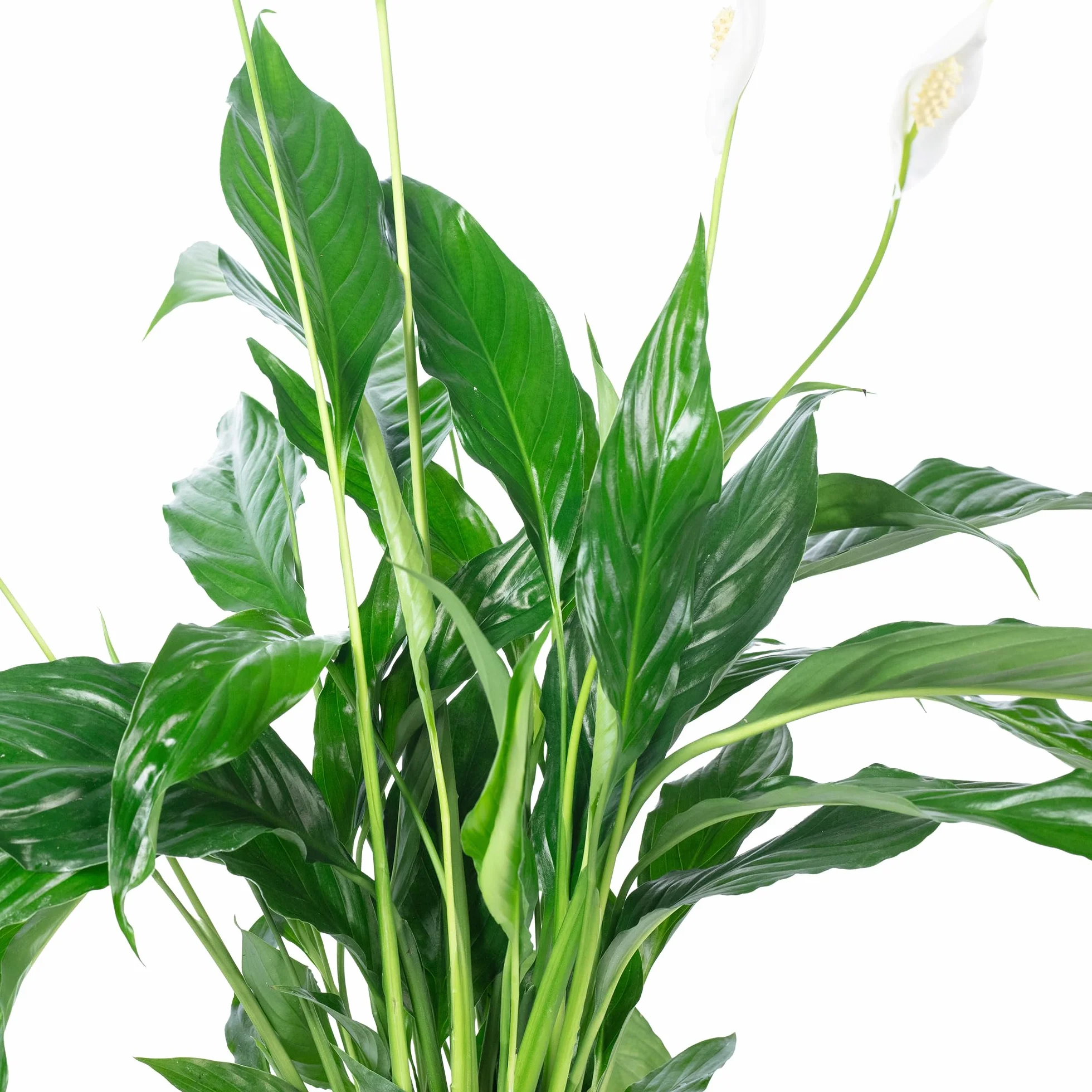Spathiphyllum Fleur de lune 3-5 fleurs plante d'intérieur 50 cm pot Ø 13 cm