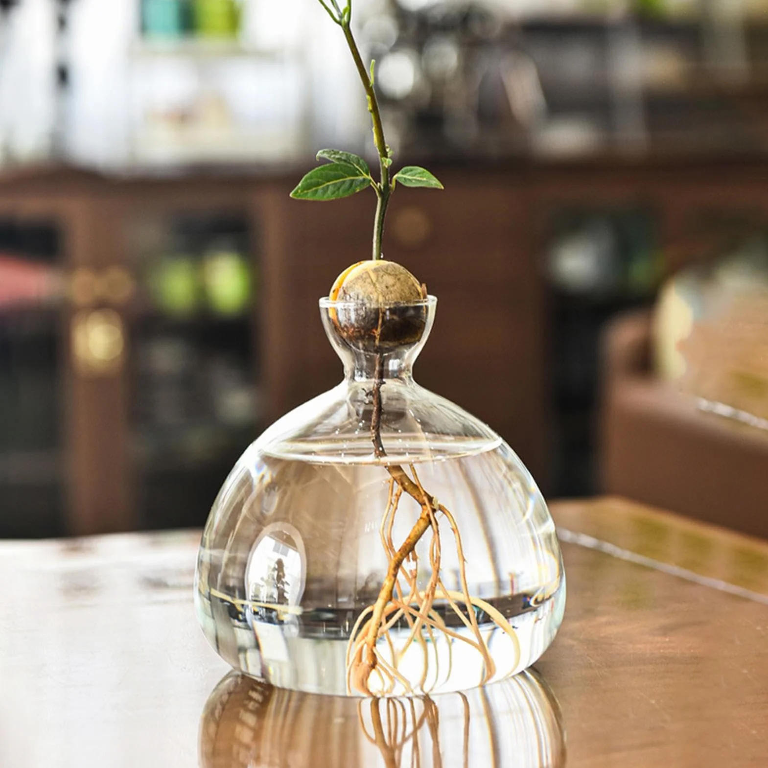 Vase en Verre pour Avocat Kit de Culture d'Avocat Pot pour Semences