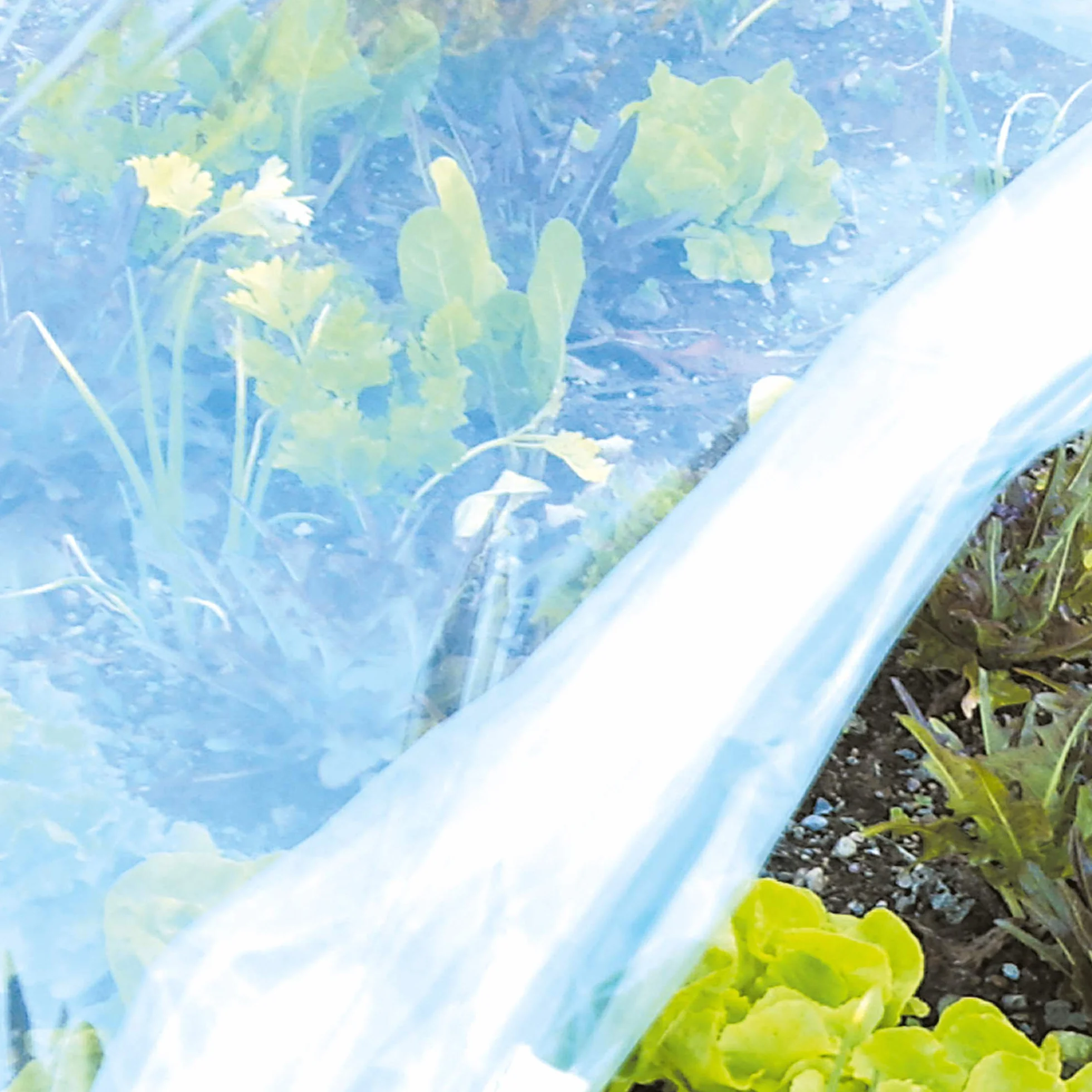TENAX Film de Forçage Coat Film 2,00x10 m Housse de Protection pour Plantes Transparent