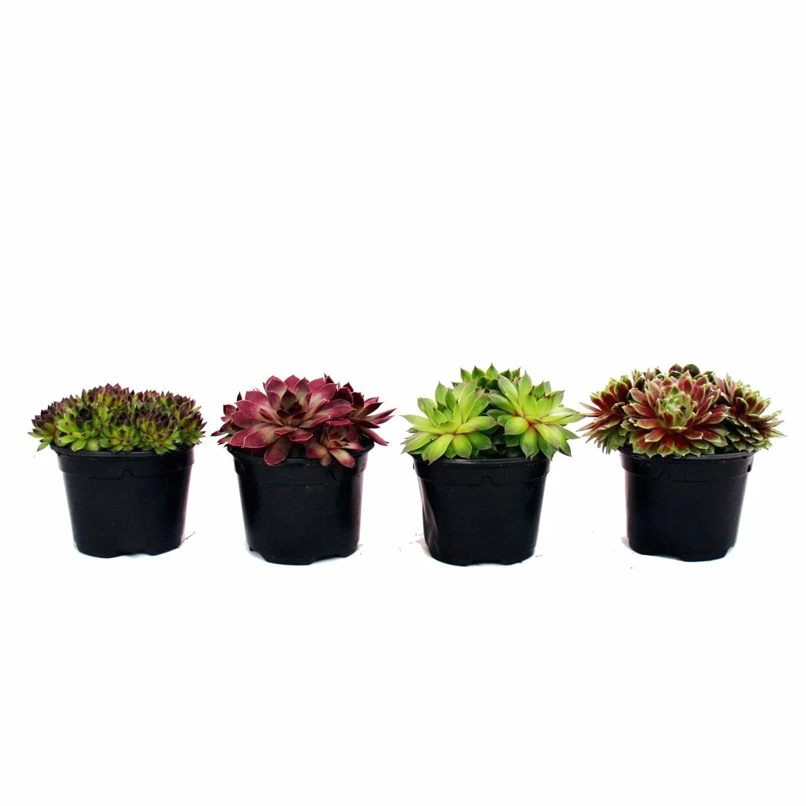 Sempervivum Set of 4 Different Plants