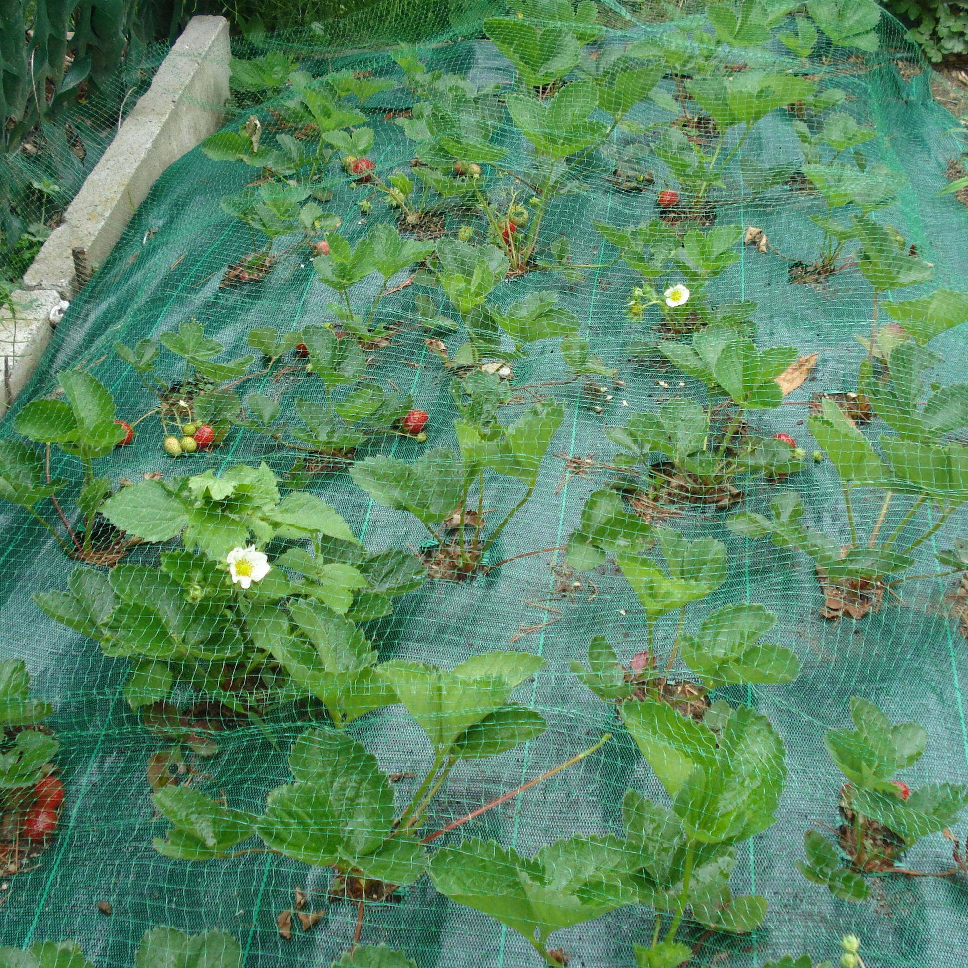 Tenax ORTOFLEX 4,00x5 m Vert Filet Anti-Oiseaux Protection Fruits Cultures