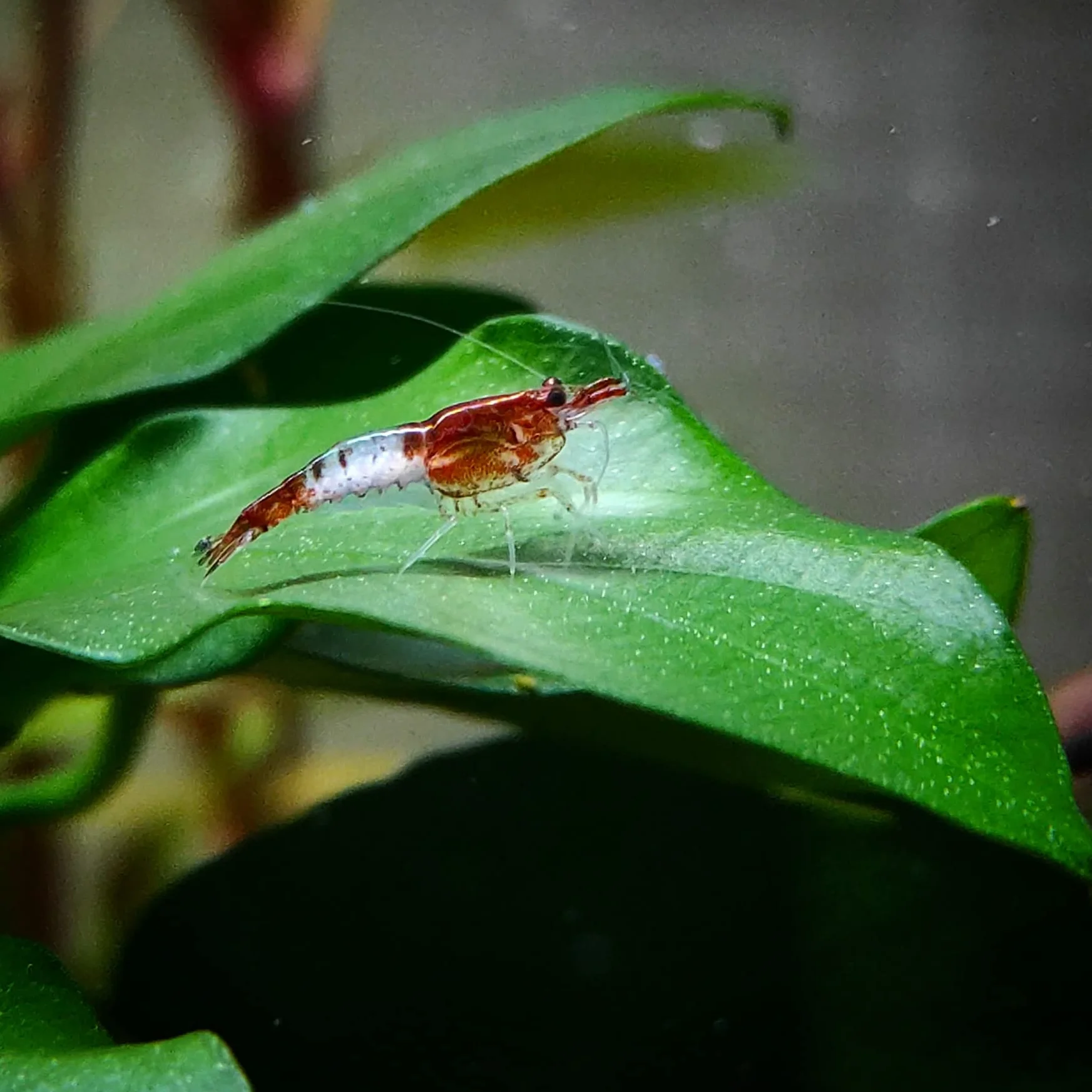 Lebonaqua Crevettes Rili Sakura Rouges Jaunes Bleues Lot de 20 Aquarium d'eau Douce