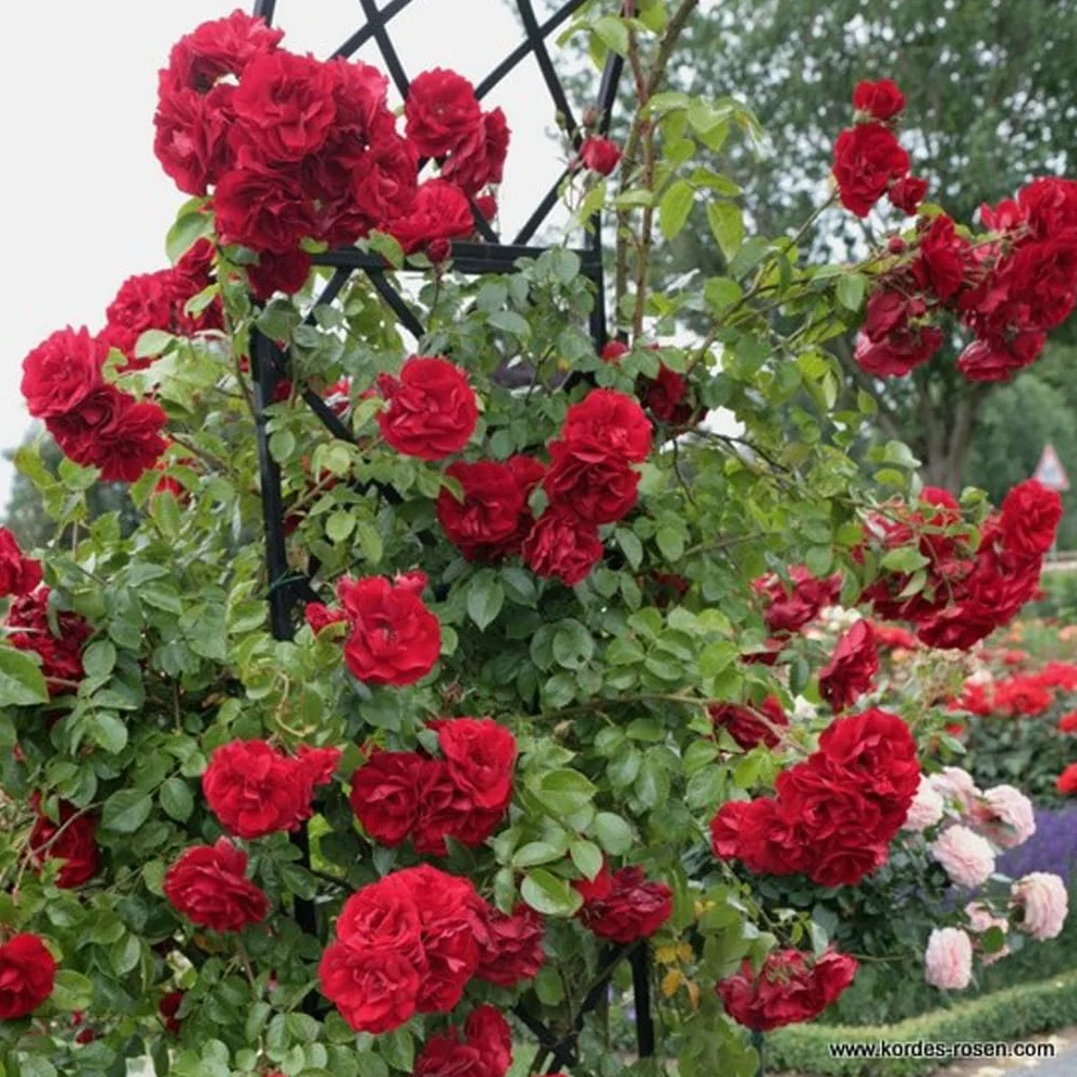 Rosier grimpant 'Amadeus' pot 25-30 cm - Rosa fleurs rouge sang feuillage sain