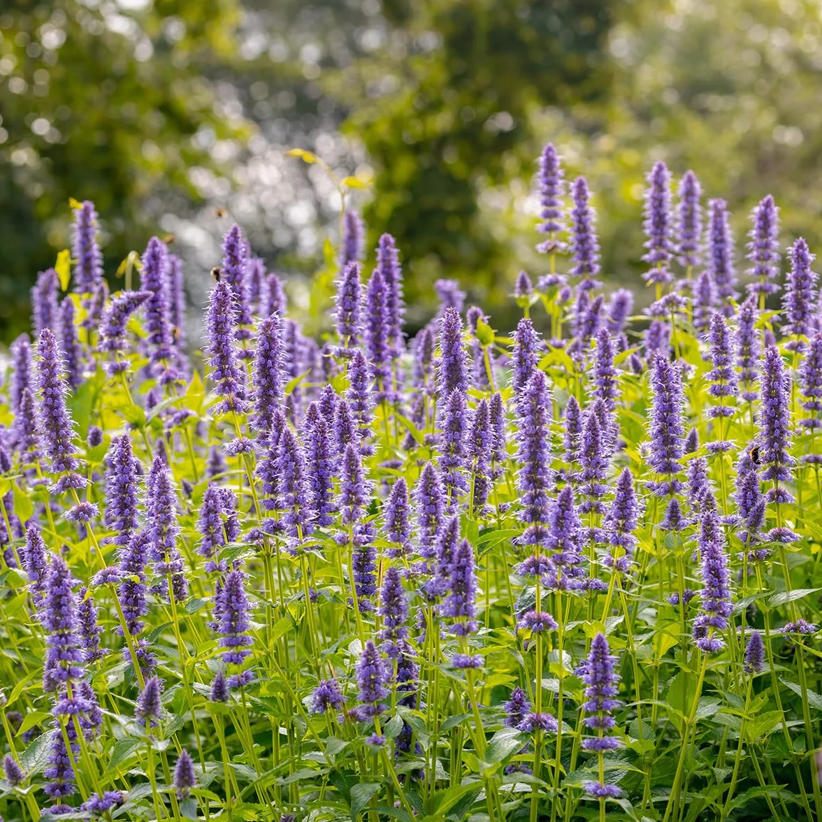 Agastache Blue Fortune Lot de 6 - Vivace Rustique - Pot 9 cm - Hauteur 10-20 cm