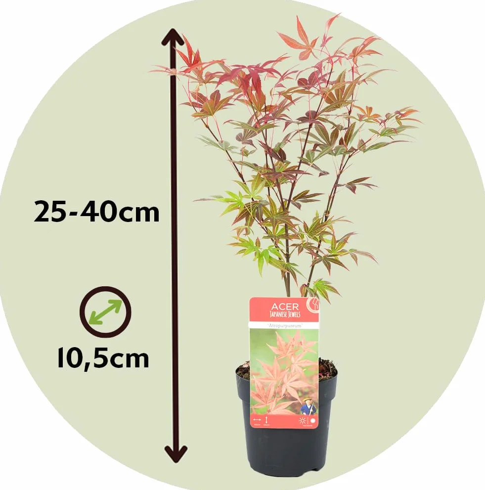 Acer palmatum 'Atropurpureum' 'Going Green' 'Orange Dream' 'Butterfly' - Set de 8 - Pot 10,5cm - Hauteur 25-40cm