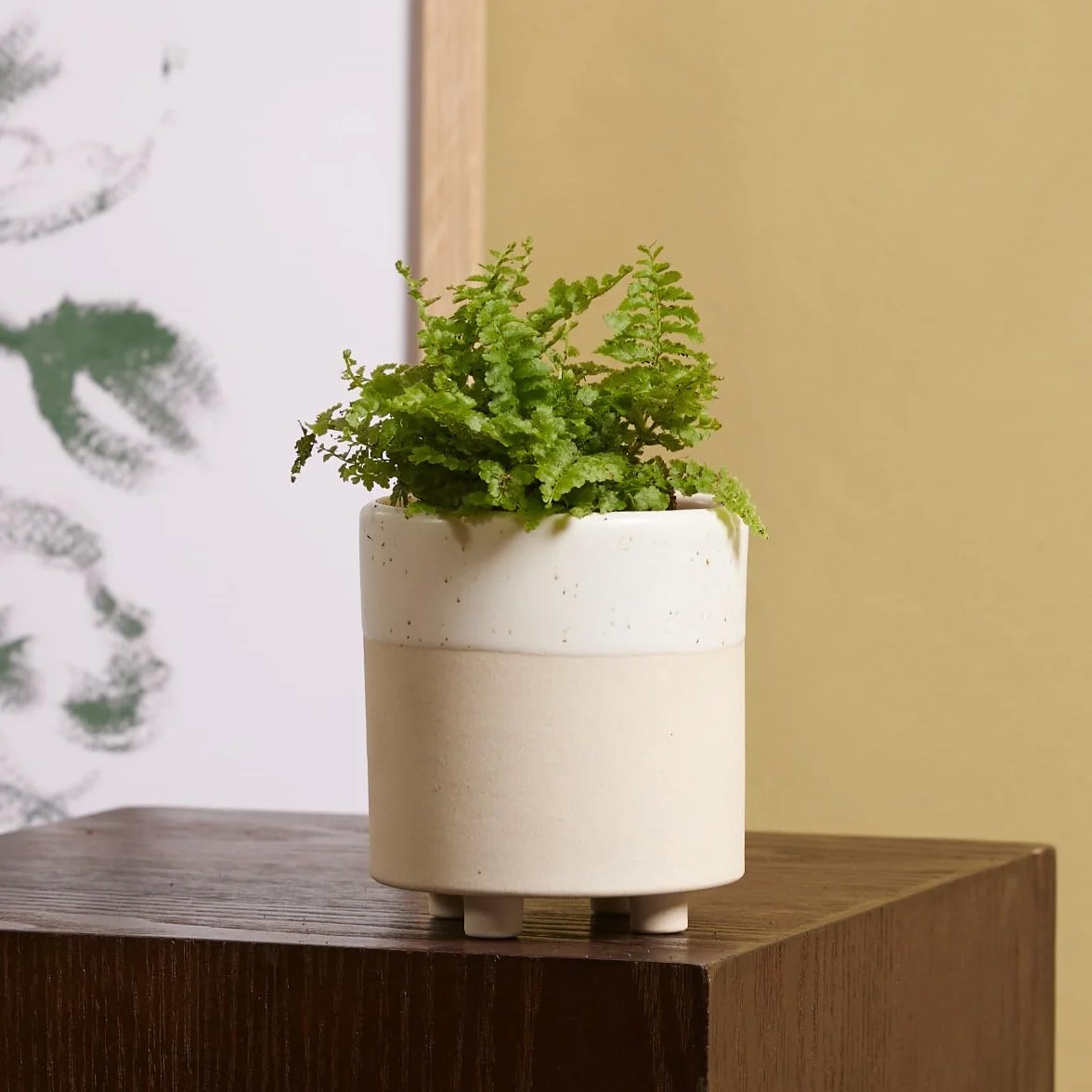 Nephrolepis Green Fantasy Baby Plante d'intérieur Fougère épée Pot 6cm Hauteur 10cm