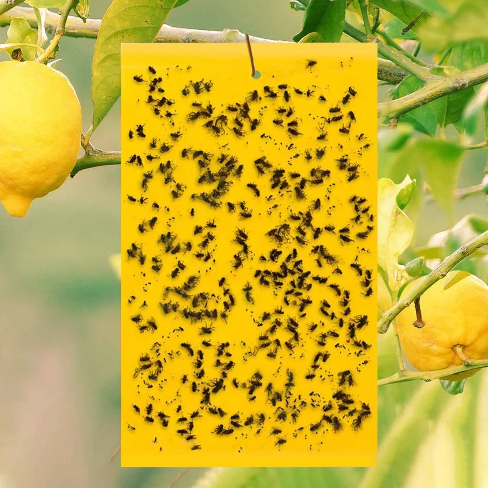 Pièges à Insectes Double Face Jaune 40 Pièces Papier Anti-Mouches