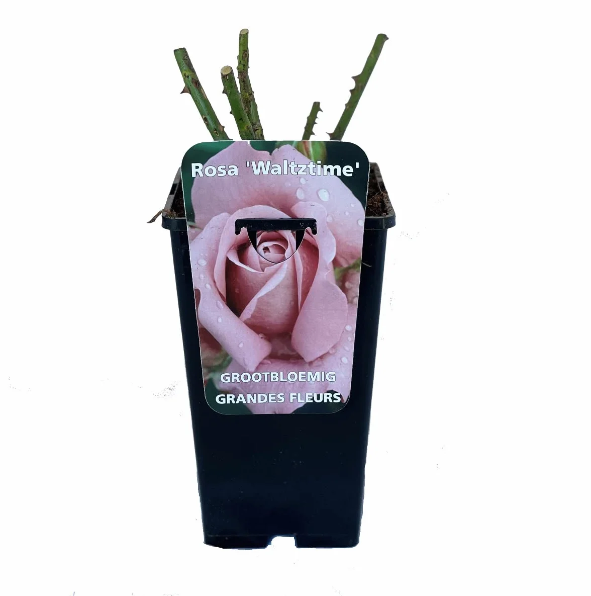 Rosa 'Waltz Time' Rosier à grandes fleurs violet 3,5L Conteneur