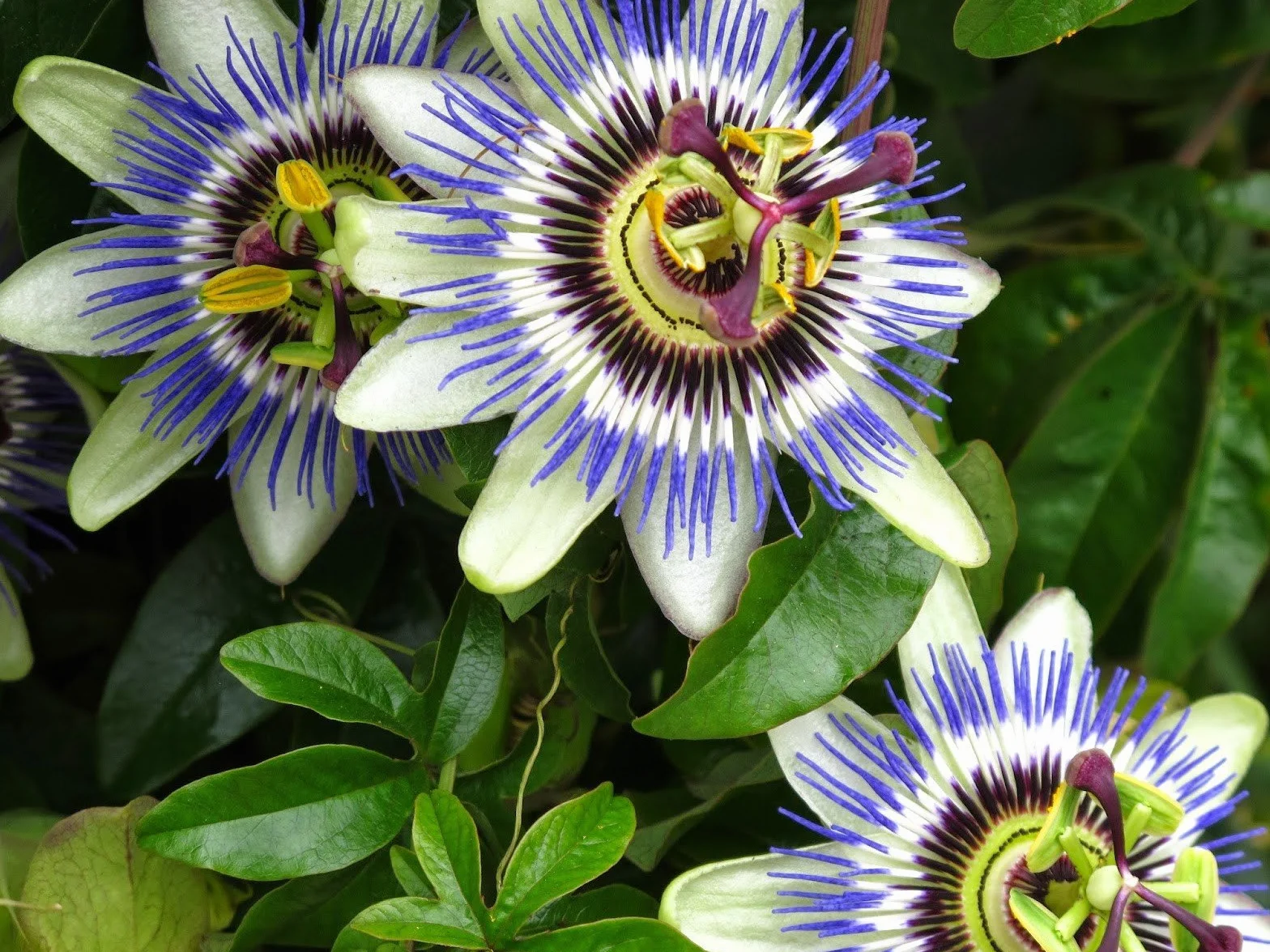 Passiflore Passiflora incarnata Graines Passion fruits exotiques Jardin Maison 5pcs