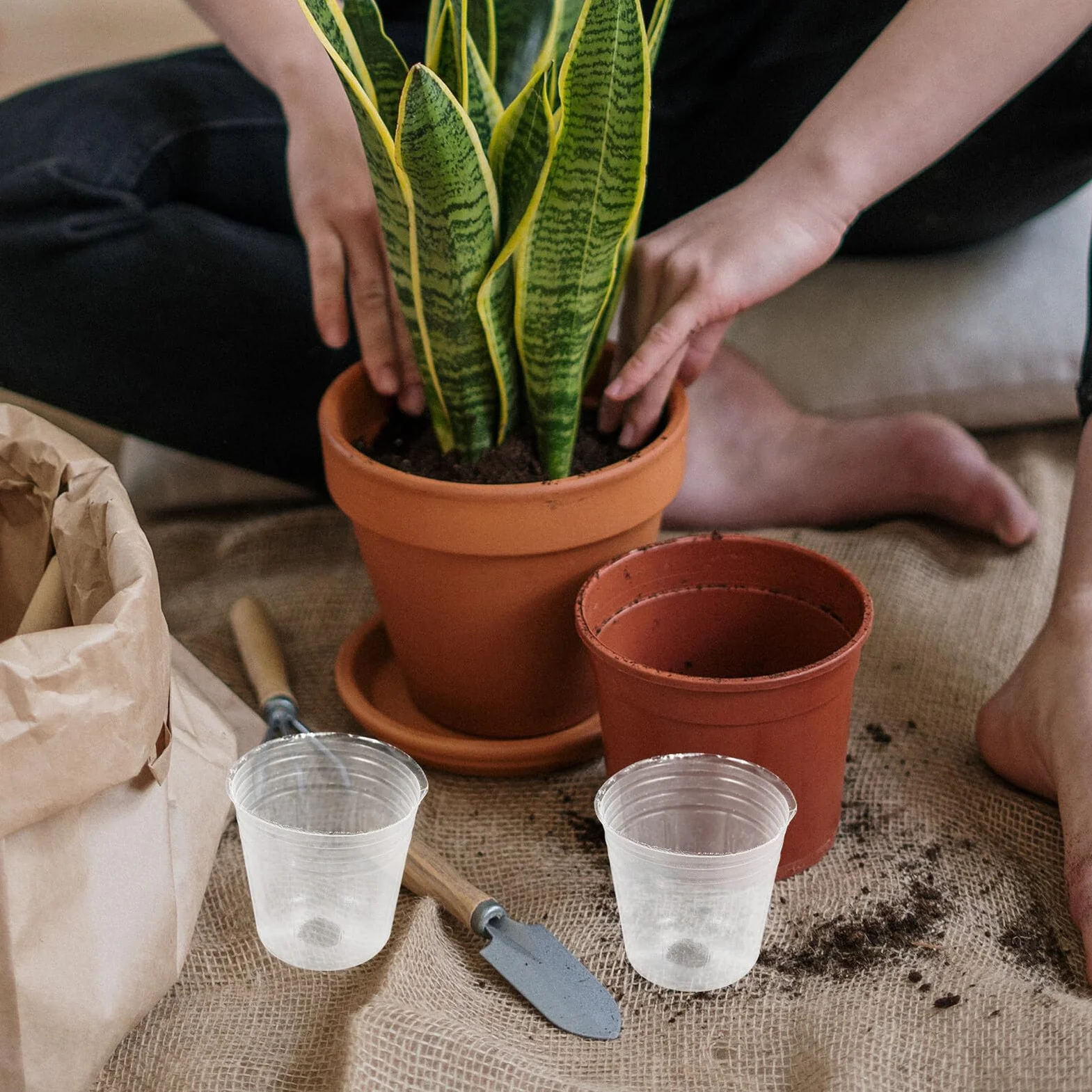 Pots de Pépinière Transparents Lot de 50 Plastique PP pour Orchidées et Plantes Succulentes