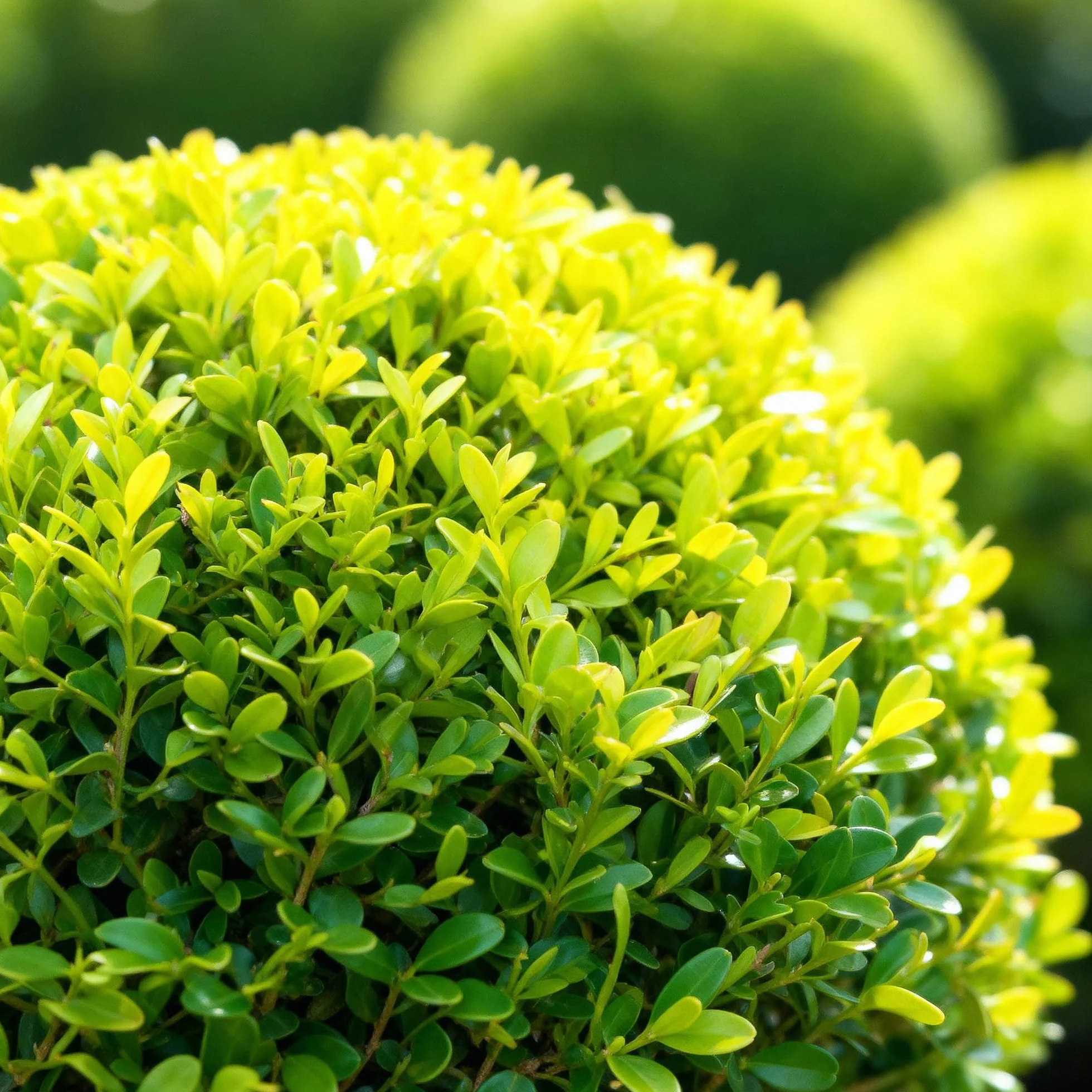 GreenboutiQ Buxus Boule BetterBuxus Skylight 2 plantes pot 23cm boule 25cm