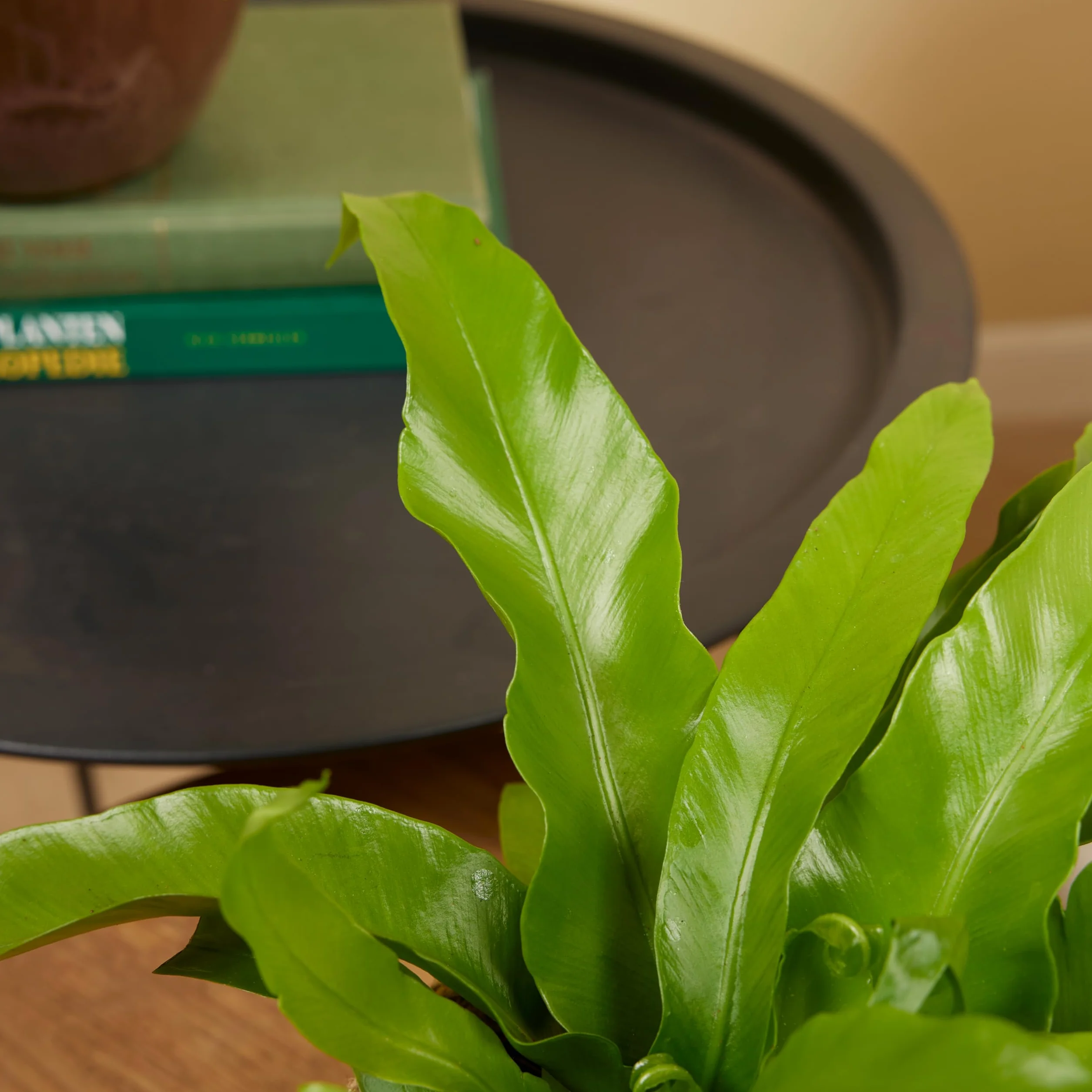 Bloomique Asplenium Antiquum Fougère nid d'oiseau Plante d'intérieur Purificateur d'air 20-30 cm Pot 12 cm