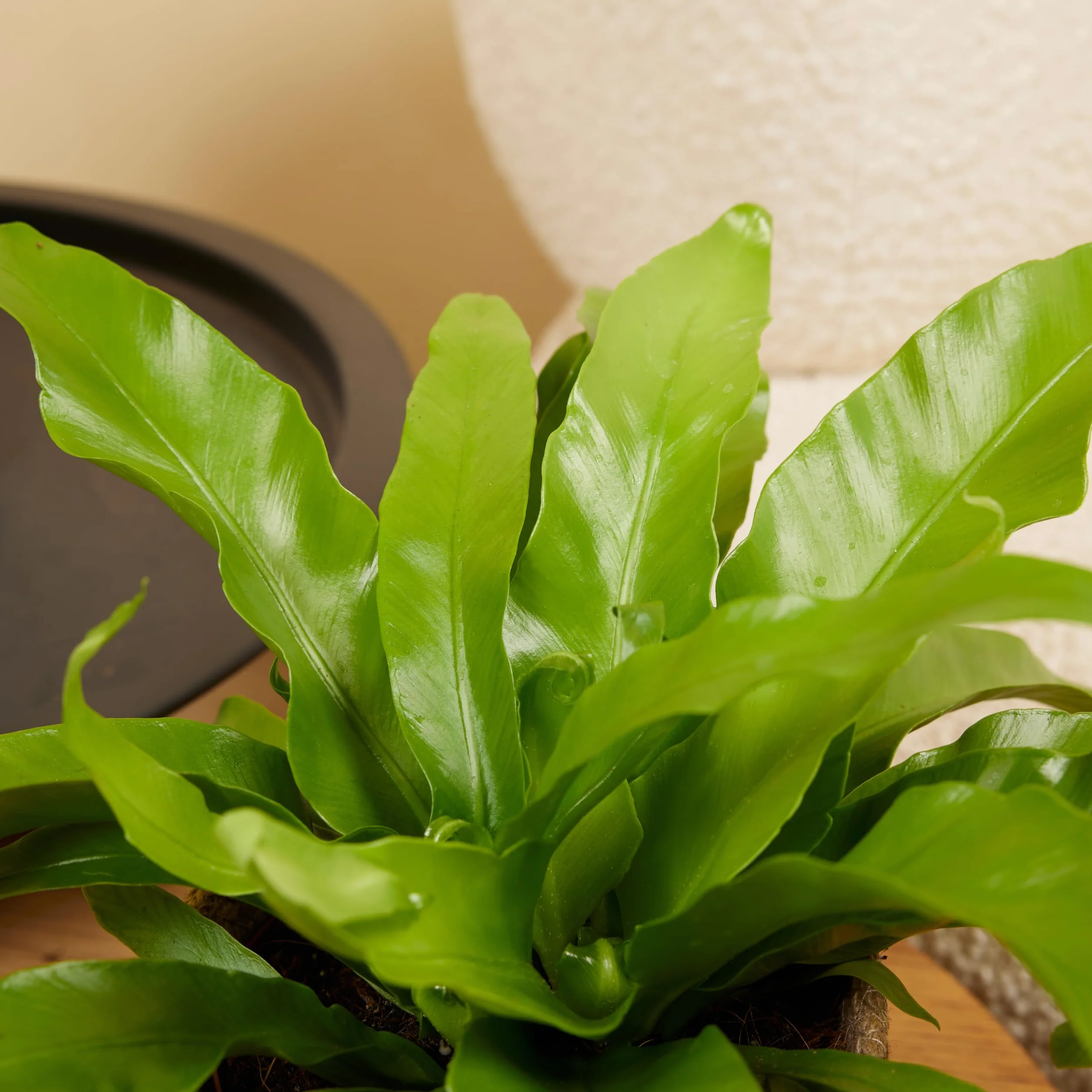 Bloomique Asplenium Antiquum Fougère nid d'oiseau Plante d'intérieur Purificateur d'air 20-30 cm Pot 12 cm