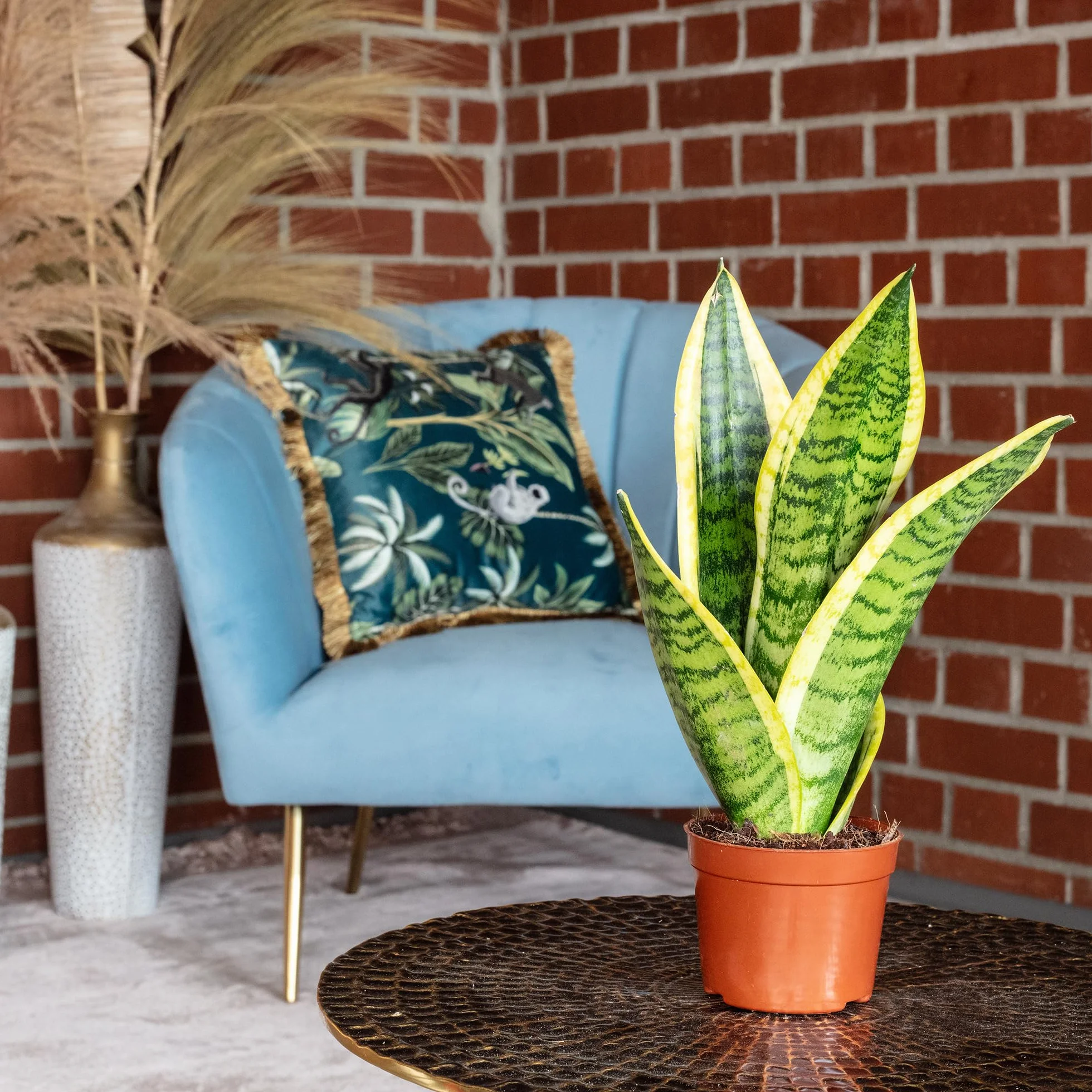 Sansevière Sansevieria trifasciata 'Superba' plante d'intérieur 30 cm pot Ø 9 cm