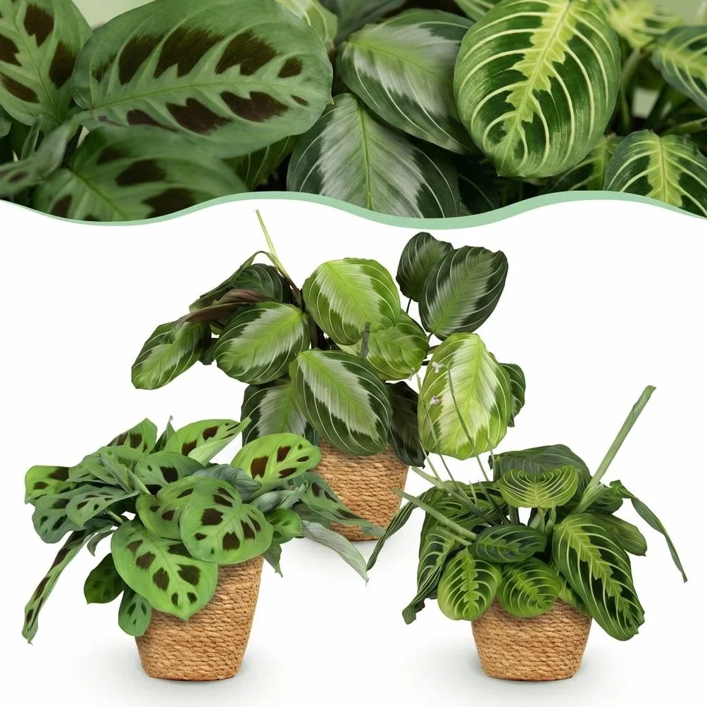 Marantha Silverband, Lemon Lime, Kerchoveana - 3 Plantes d'intérieur Vertes avec Panier Pot 12cm Hauteur 25cm