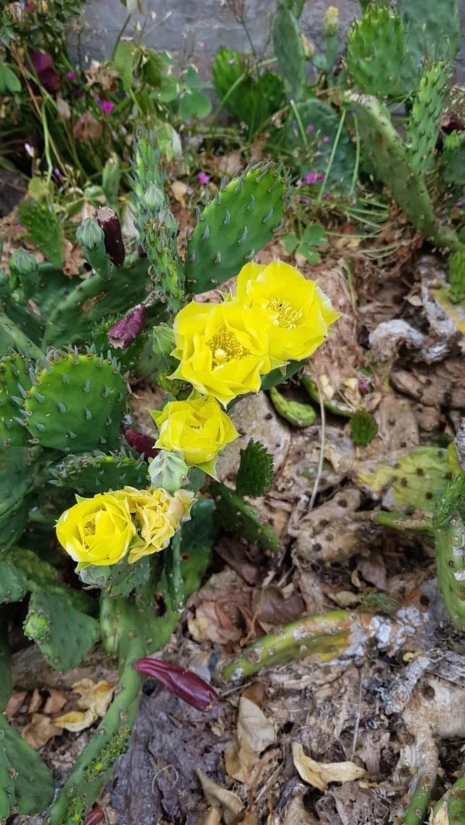 Opuntia humifusa Oponce de l'est Cactée 0.5-0.9 litres