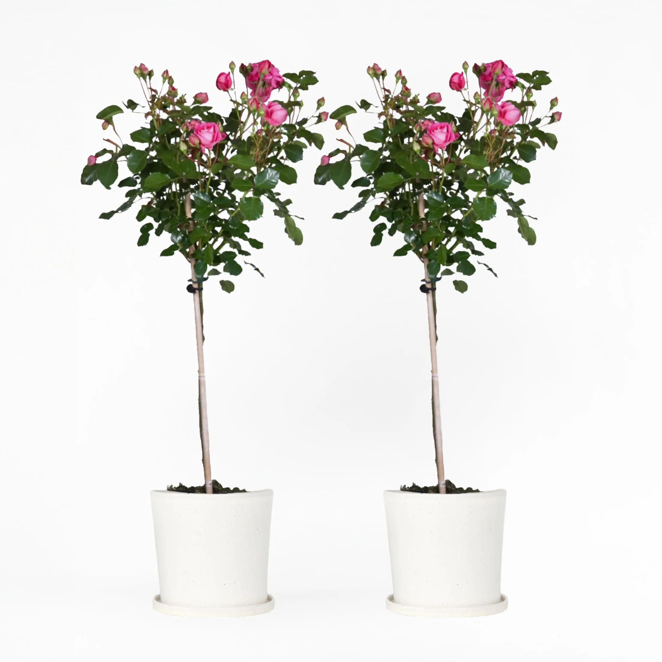 Rosa Palace Topkapi Rosier Standard Vivace Pot 19cm 80-100cm