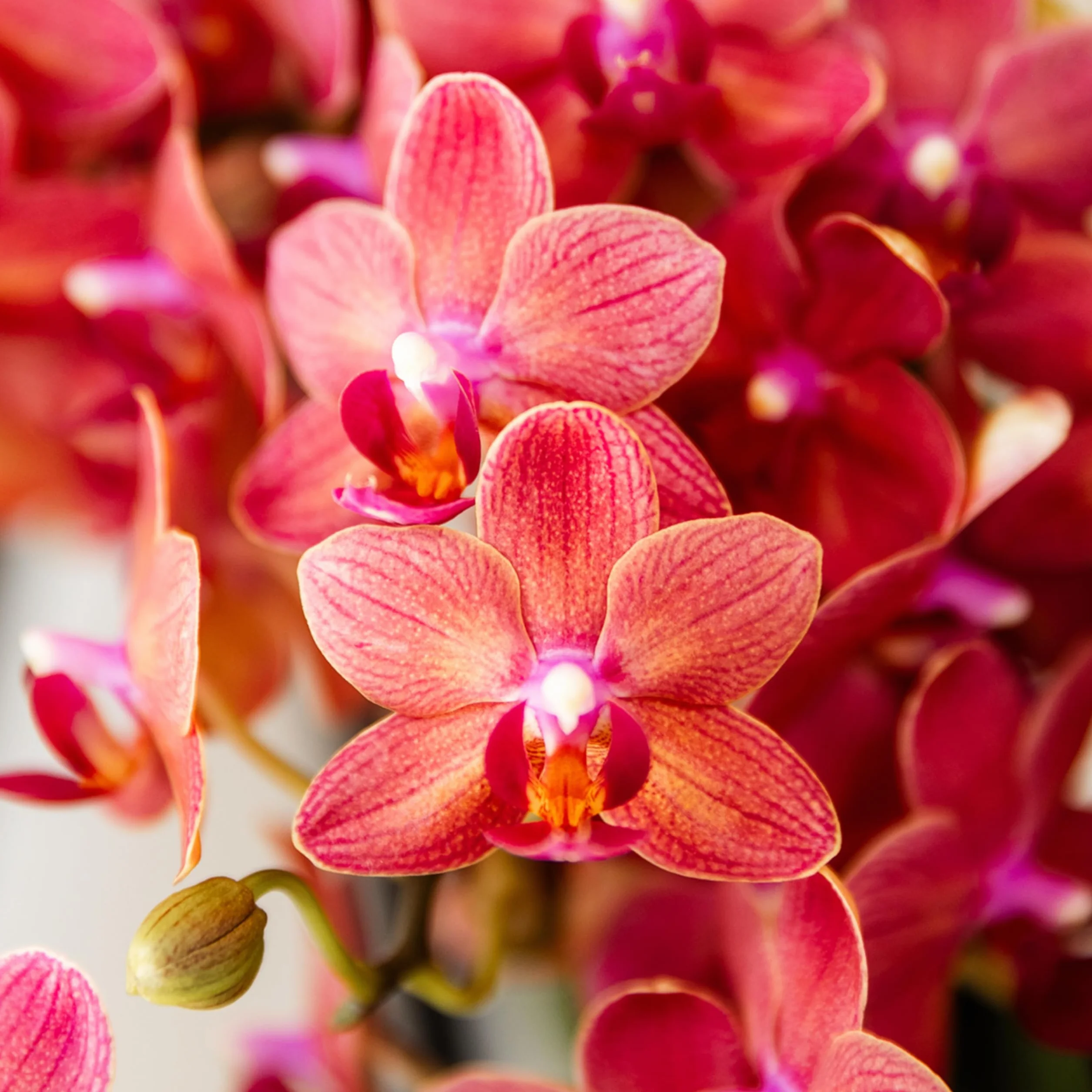 Orchidée Phalaenopsis Rouge Congo Ø9cm Plante d'Intérieur Fleurie