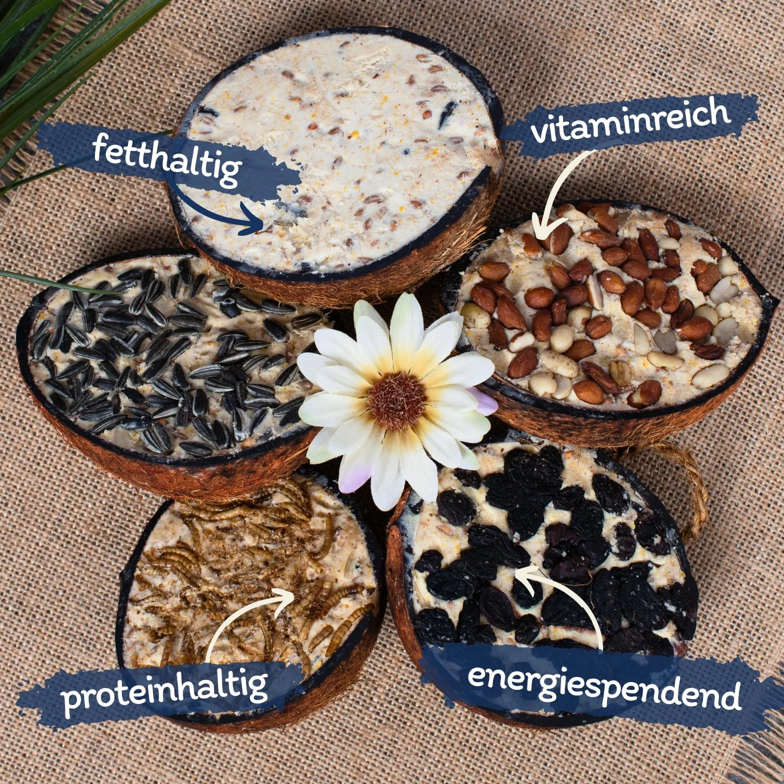 Lyra Pet® Demi-Noix de Coco fourrées Nourriture pour Oiseaux Riche en Graisse