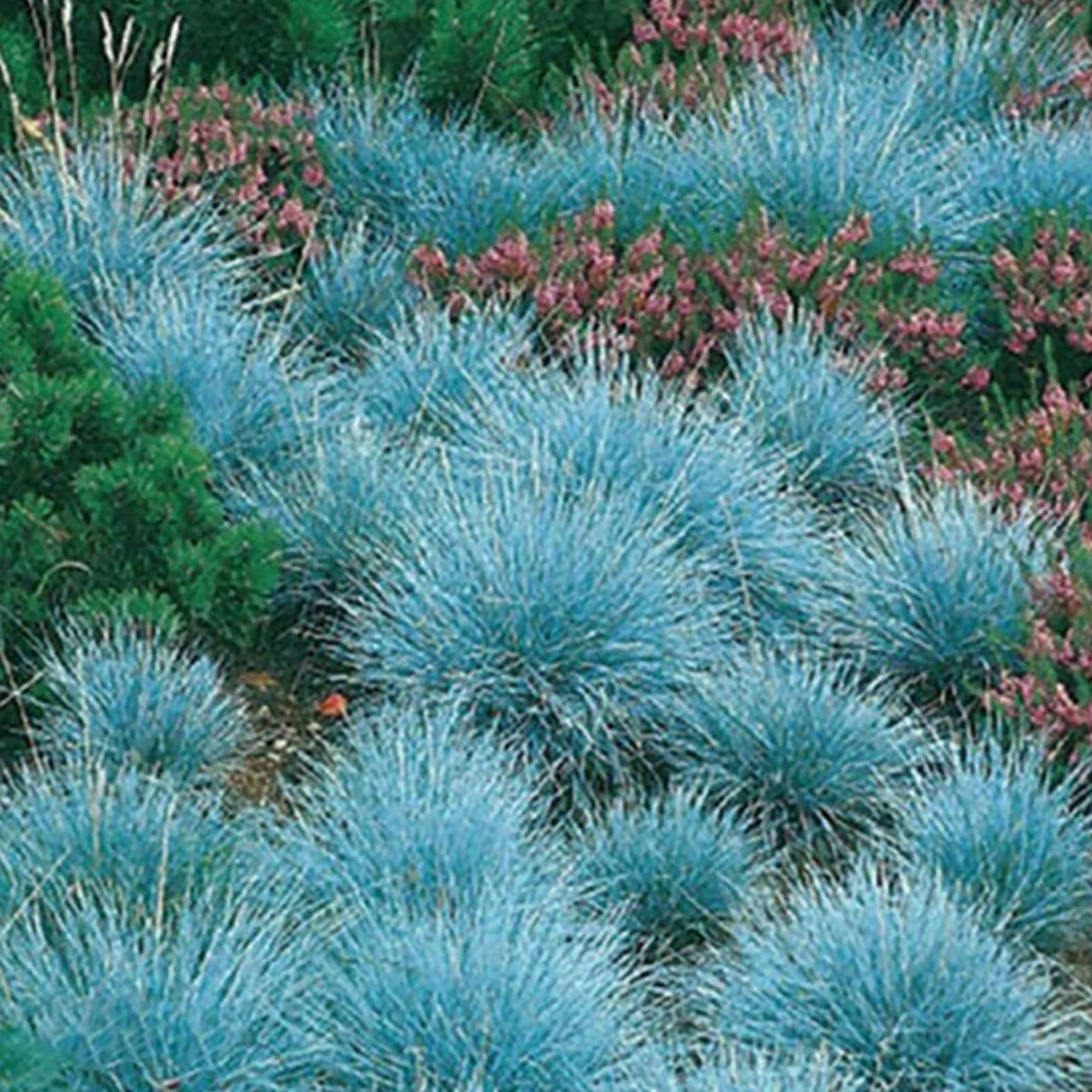 Graines de fétuque bleue Festuca Glauca 200 pièces, Aménagement paysager