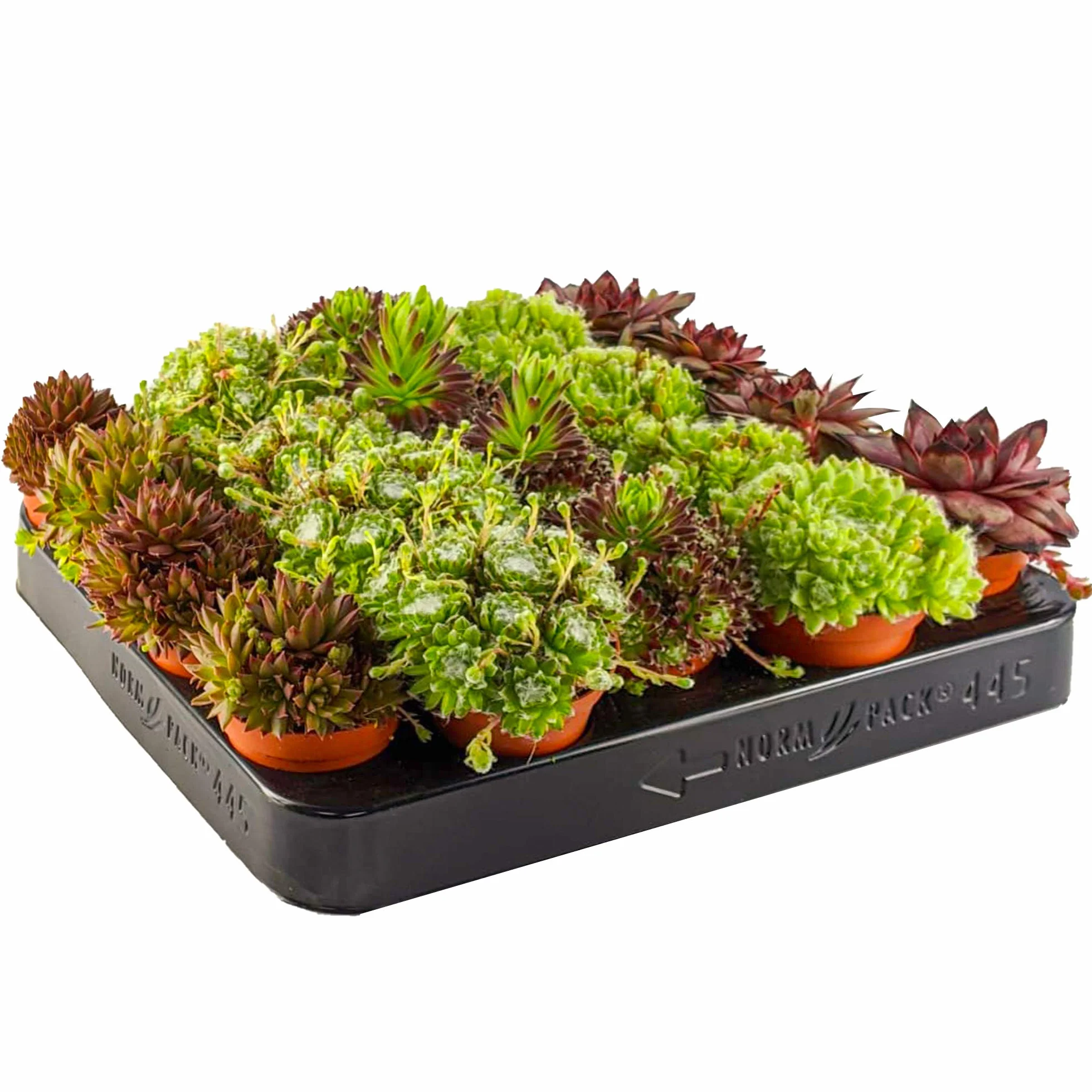 Sempervivum Mix GardenersDream - Lot de 20 Plantes Grasses Succulentes en Pot 5-15 cm - Résistantes Hiver Intérieur Extérieur