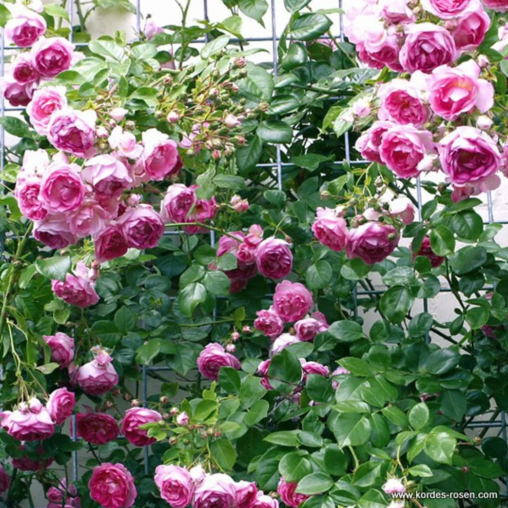 Rosa 'Jasmina' Kordes Rosier grimpant parfumé Violet pot 25-30 cm