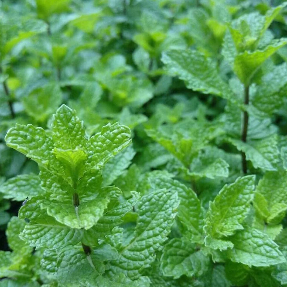 500 pièces Graines de menthe verte Jardin classique pot
