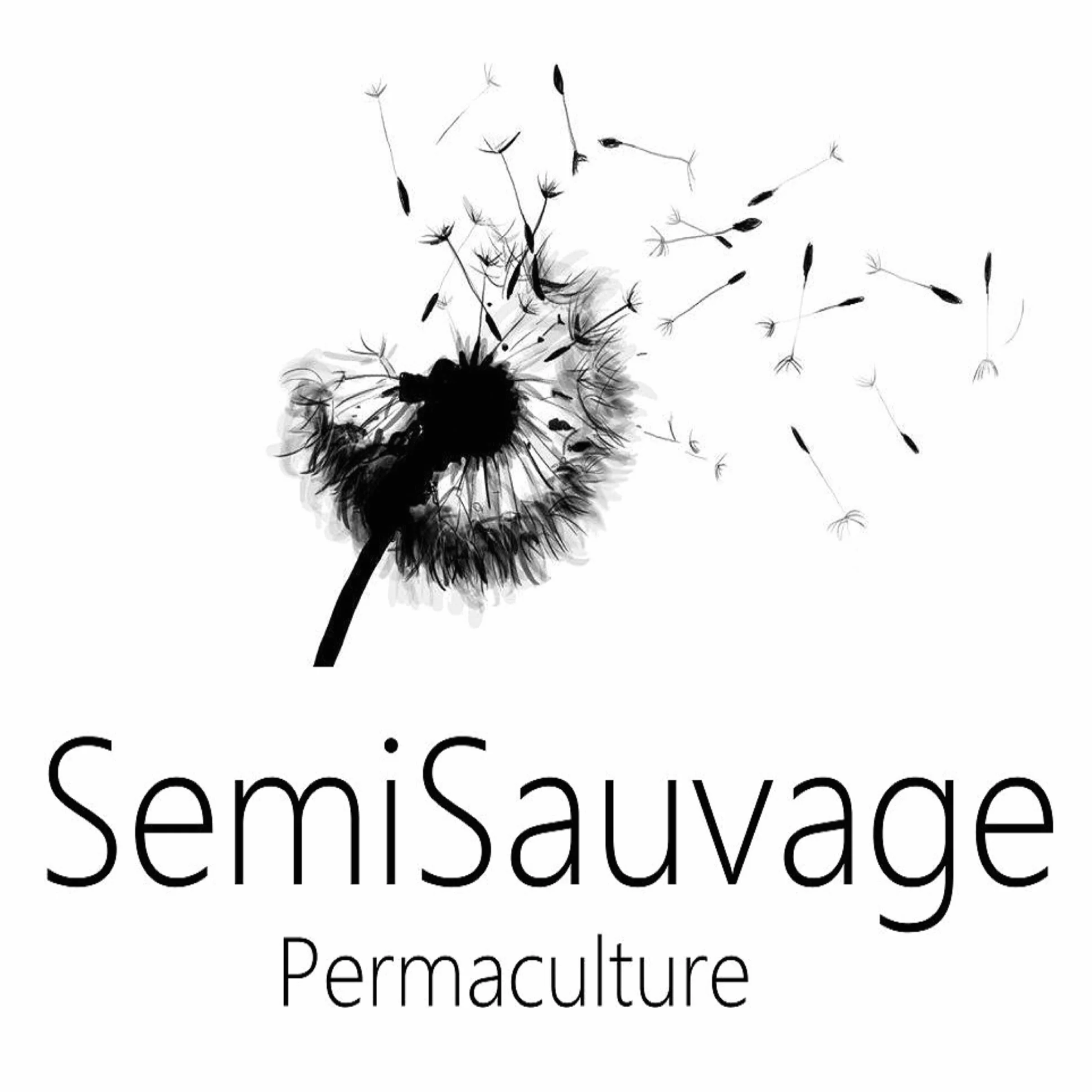 Graines de Framboise Sauvage - Fruit Rouge Jardin - Semences Paysannes Reproductibles