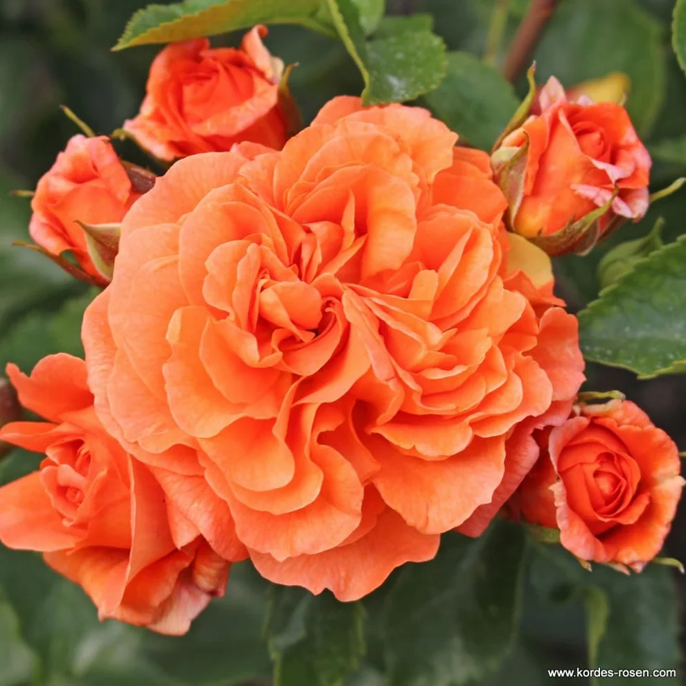 Rosa 'Orangerie' en pot 25-30 cm - Rosier à floraison orange vif parfumée