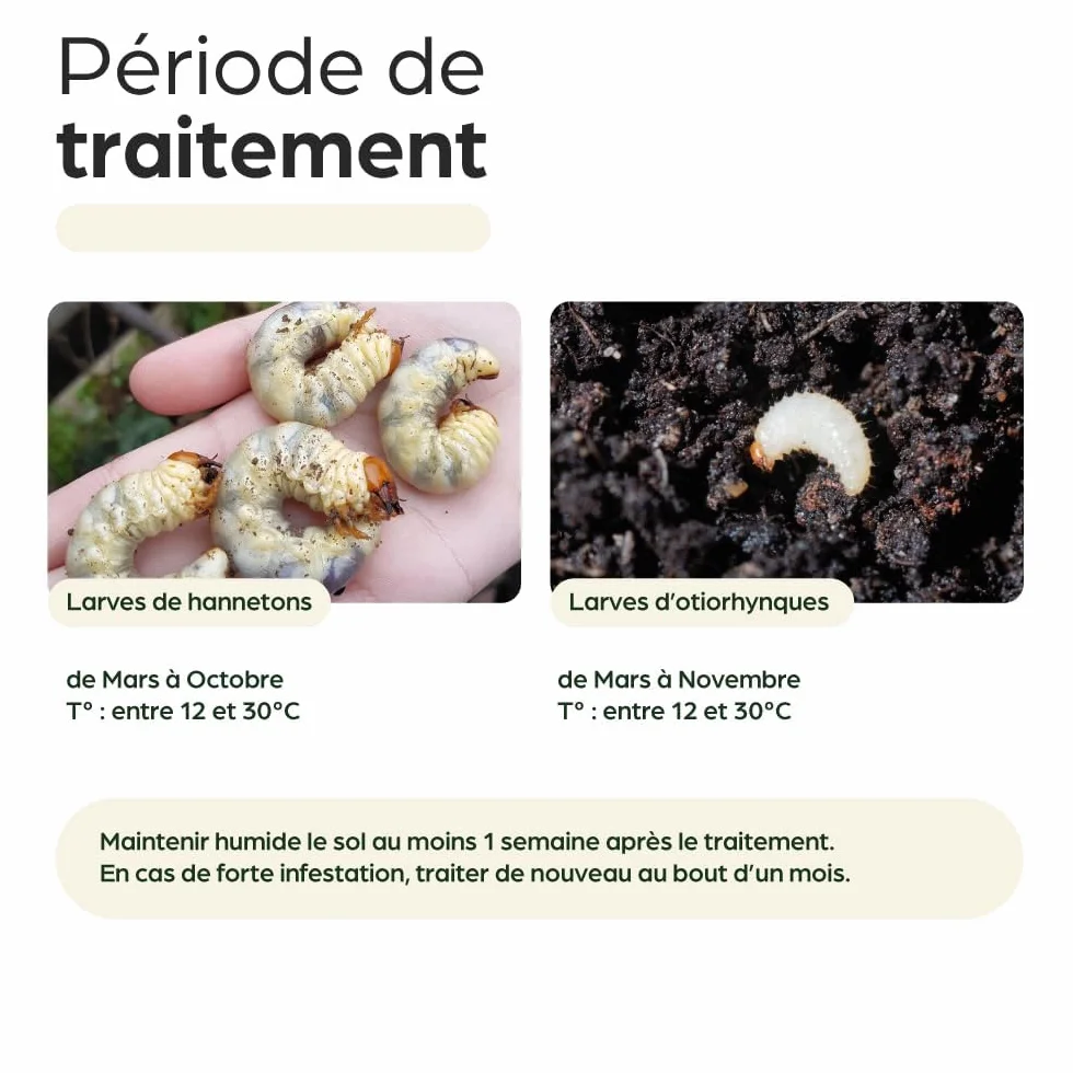 Nématodes HB contre Vers Blancs 5M pour 10 m² – Traitement naturel jardin, pelouses