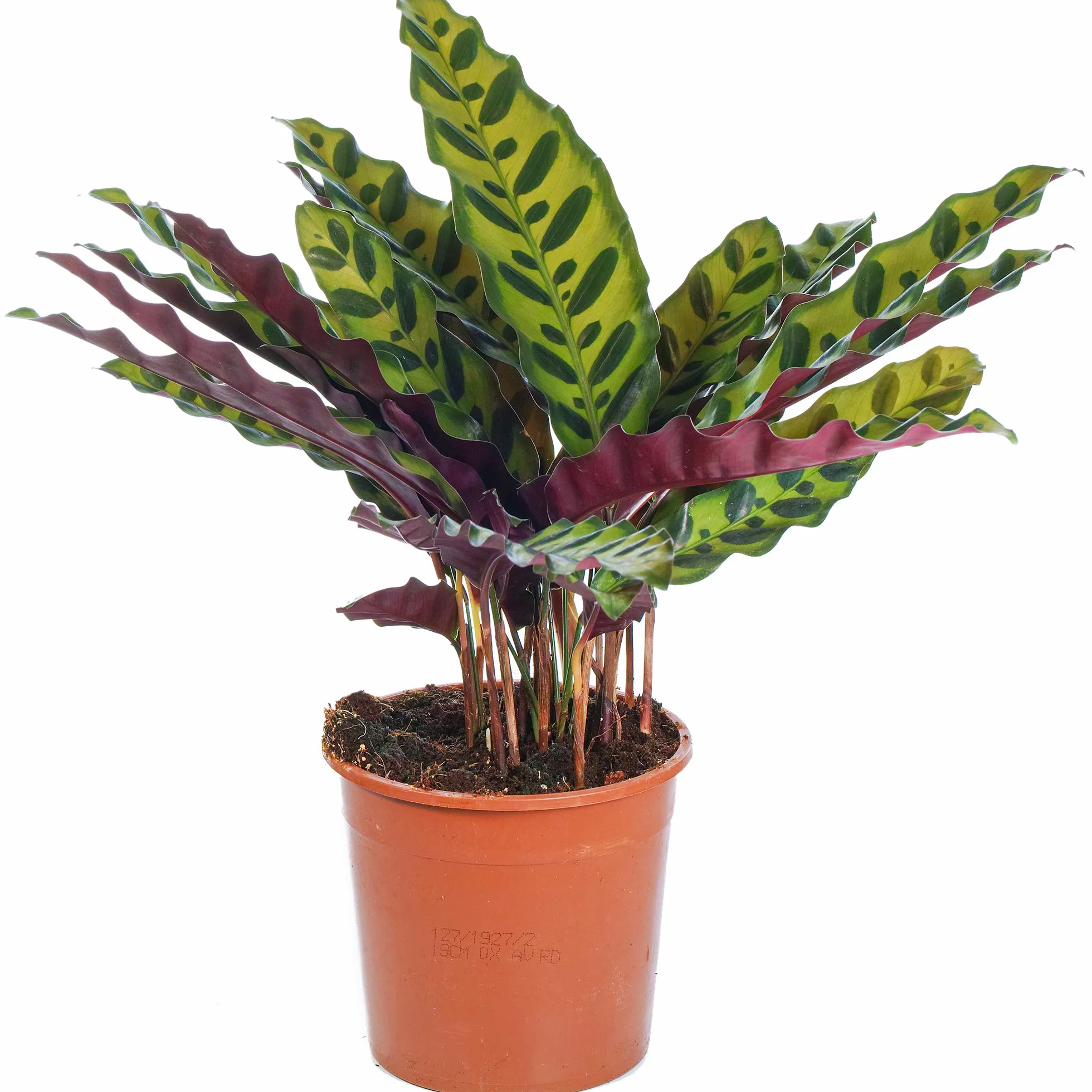 Calathea Lancifolia Plante d'Intérieur en Pot Maison Bureau