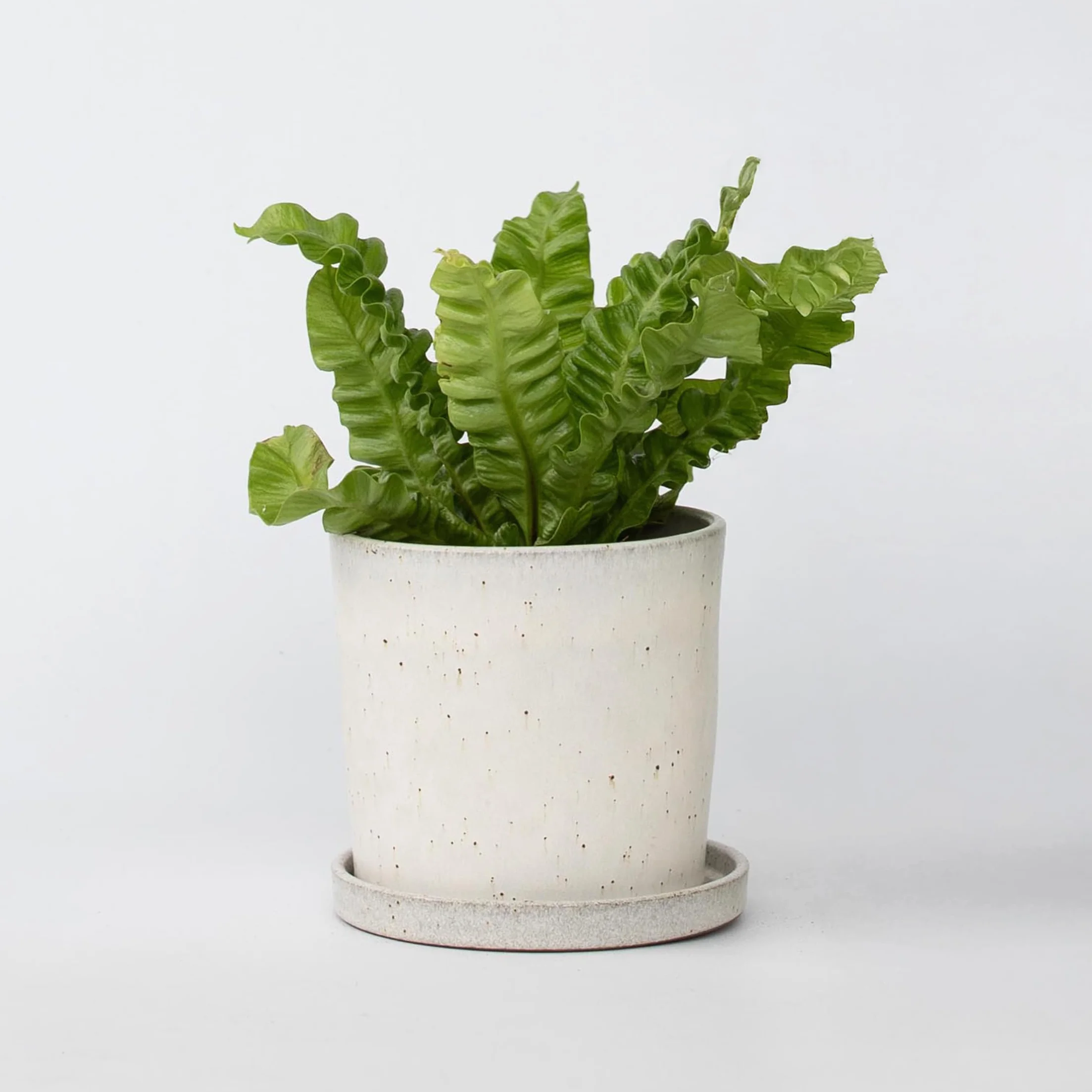 Asplenium nidus 'Vague croustillante' Plante d'intérieur purificatrice d'air Pot 12cm Hauteur 25-40cm