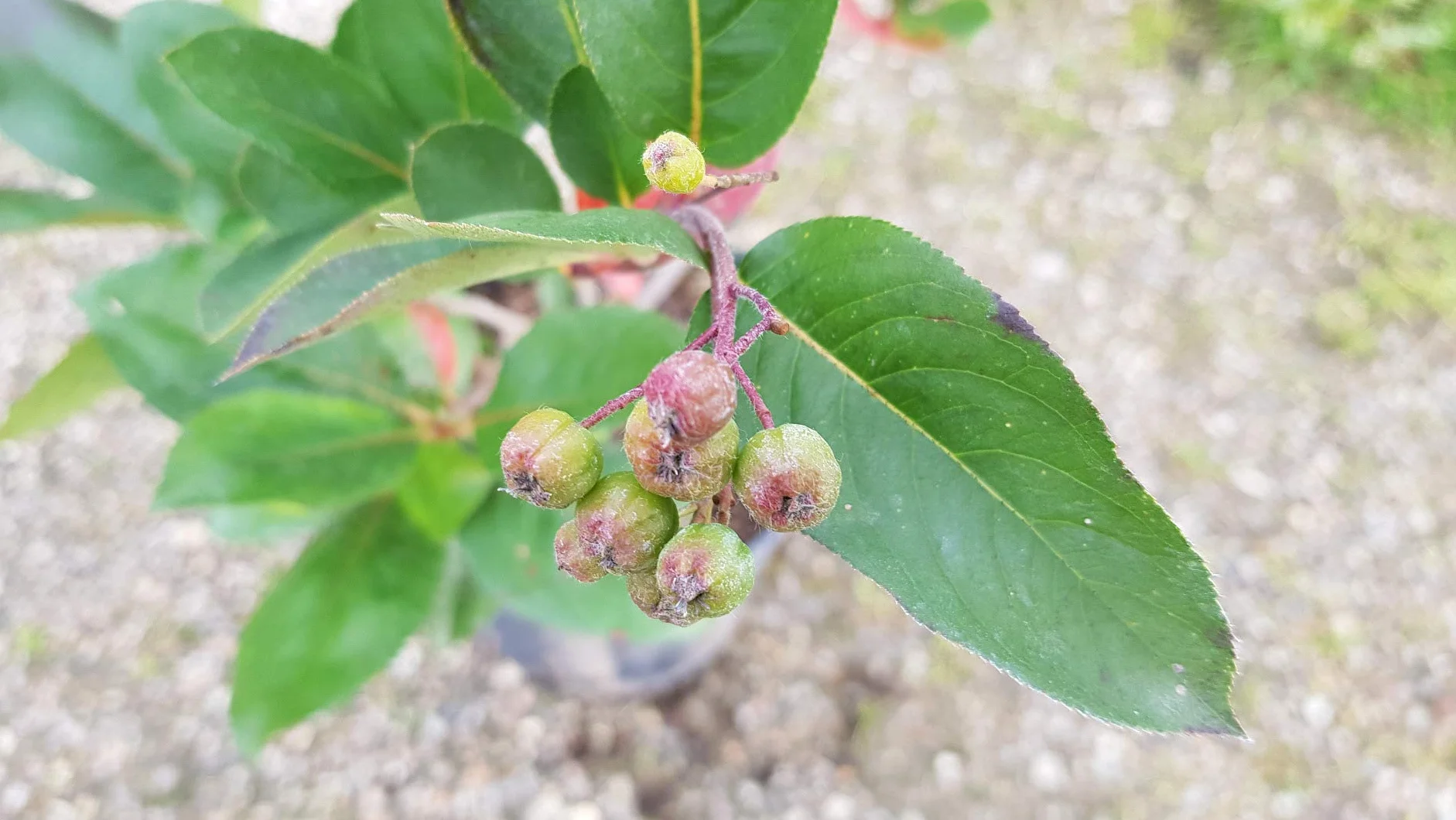 Aronia prunifolia 'Viking' Aronie à gros fruits Godet