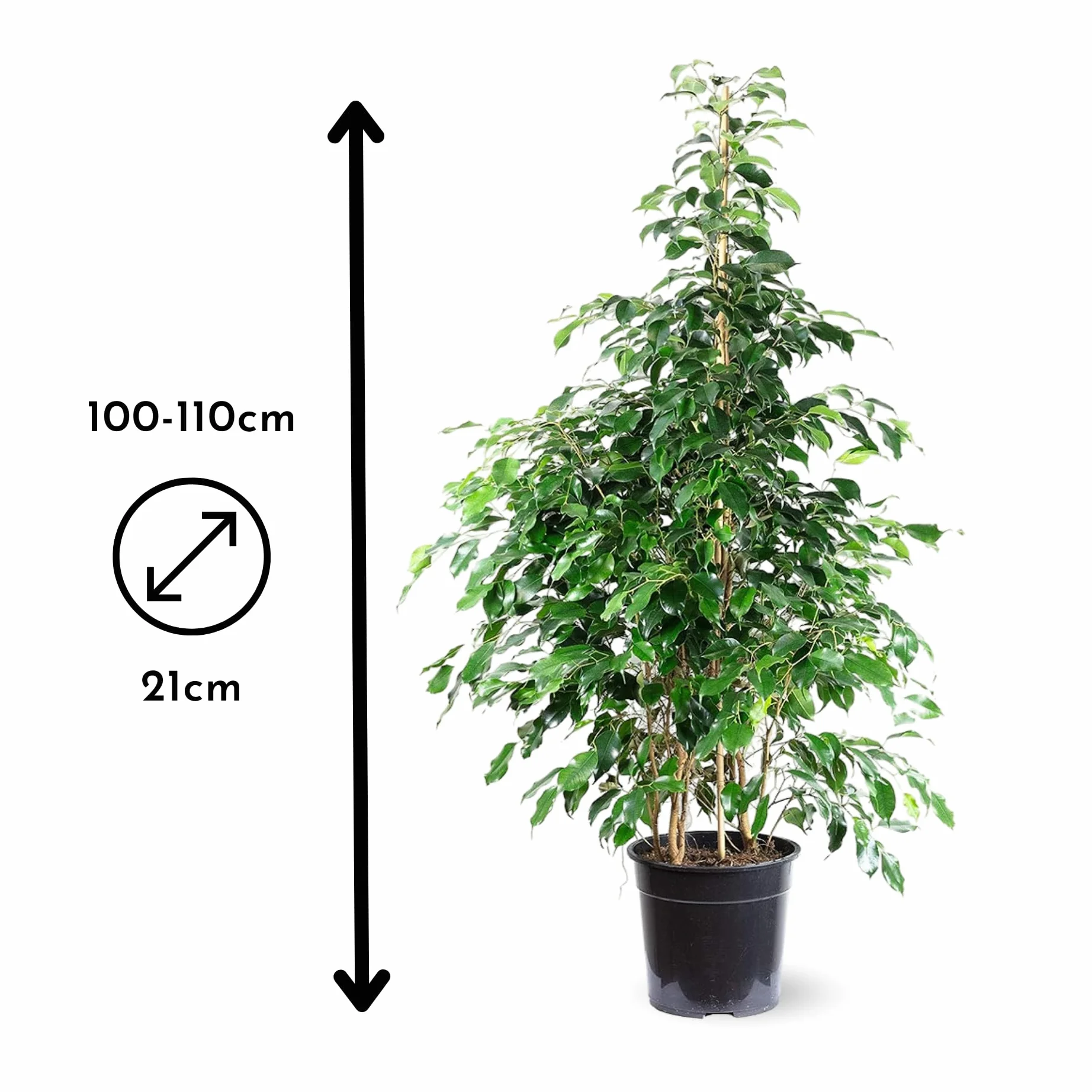 Attitude Jardin Ficus Benjamina Danielle 100-110 cm ⌀ 21 cm plante d'intérieur