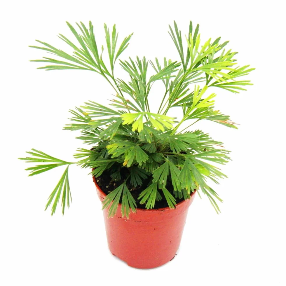 Actiniopteris australis Mini plante Fougère de palmier Baby Plante pot 5,5 cm