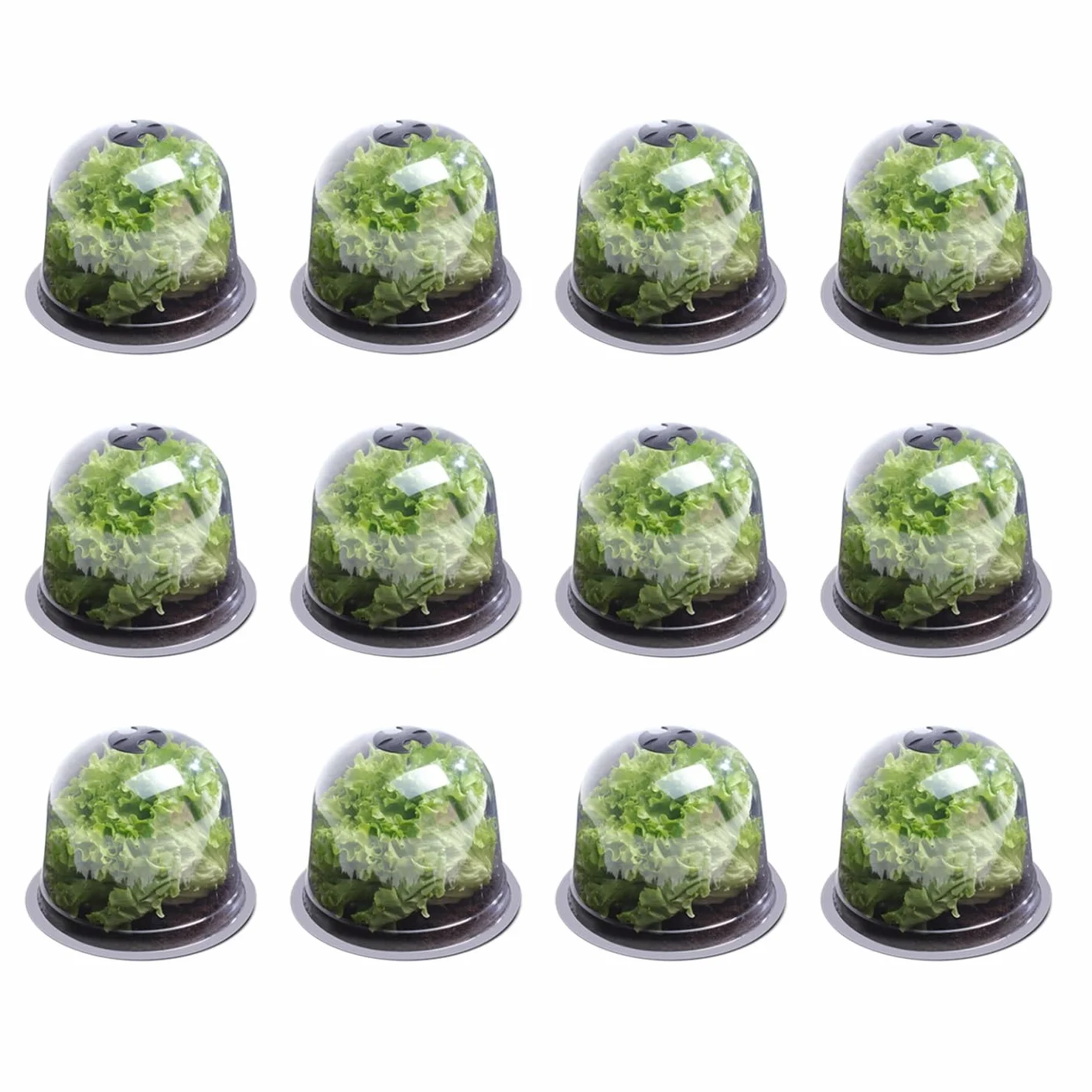 Cloche à salades x12 Serre de Protection pour Plants