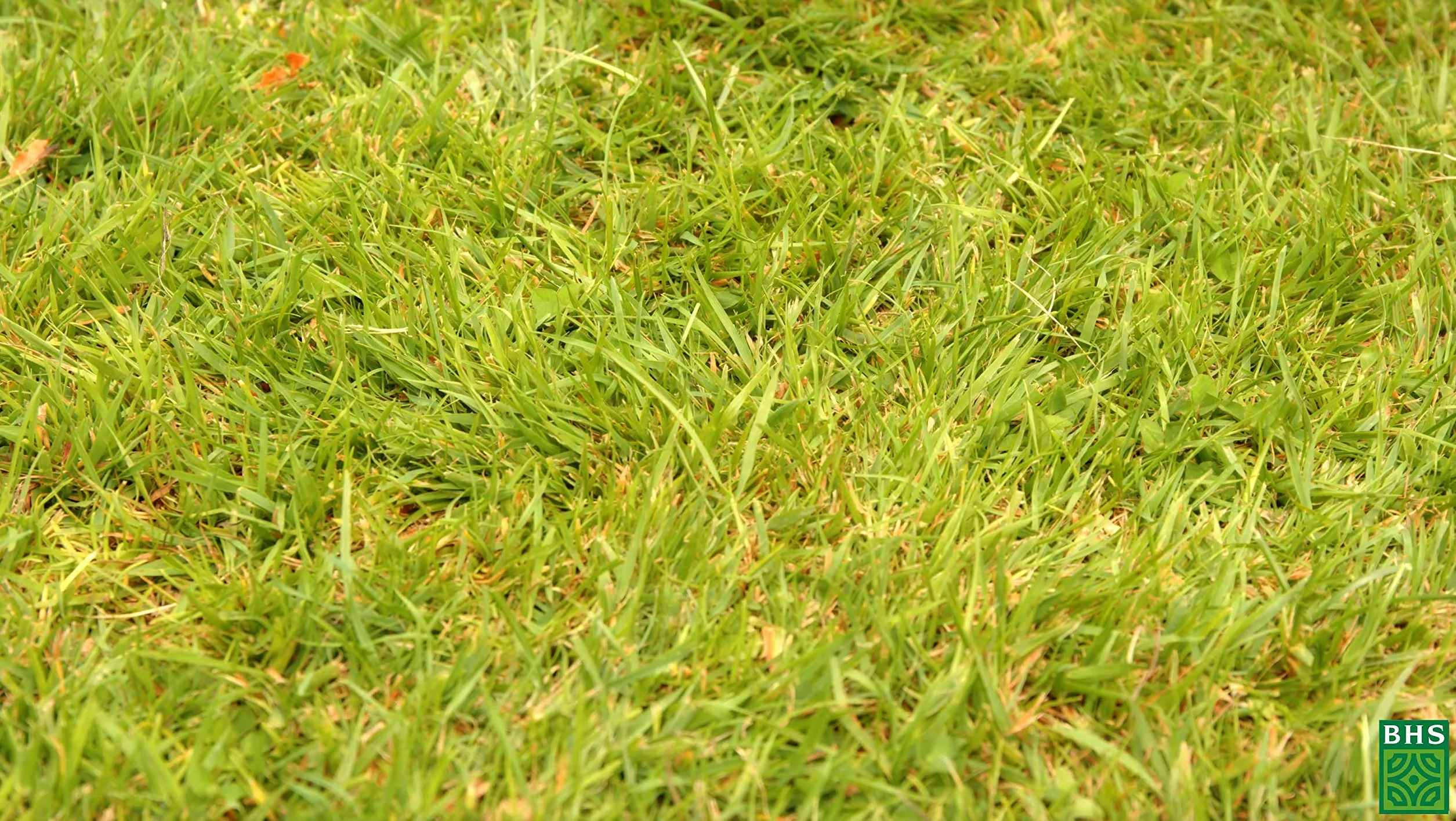 BHS Gazon Espace Nature Basse Cour 1kg 40 m² Riche en Protéine Implantation Rapide Et Homogène ENBC1